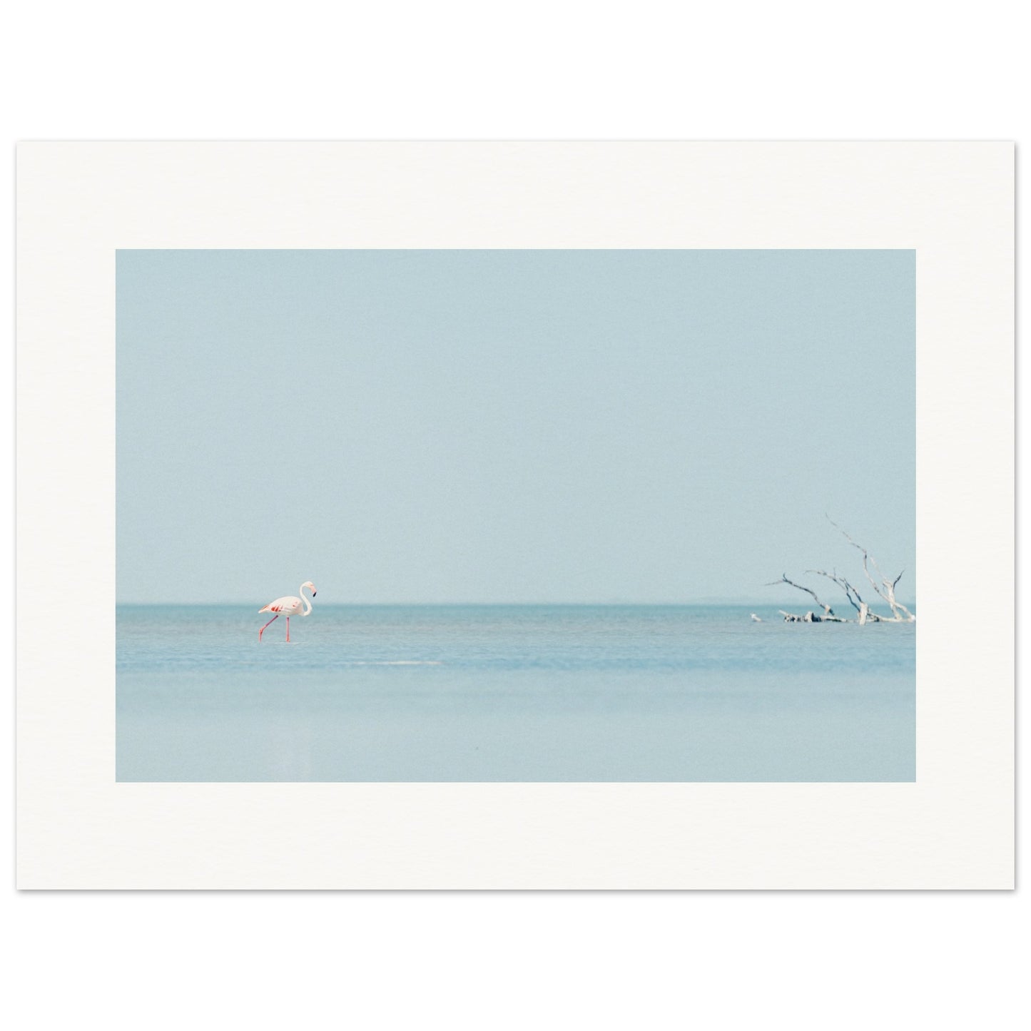 Flamingo La Capeliere
