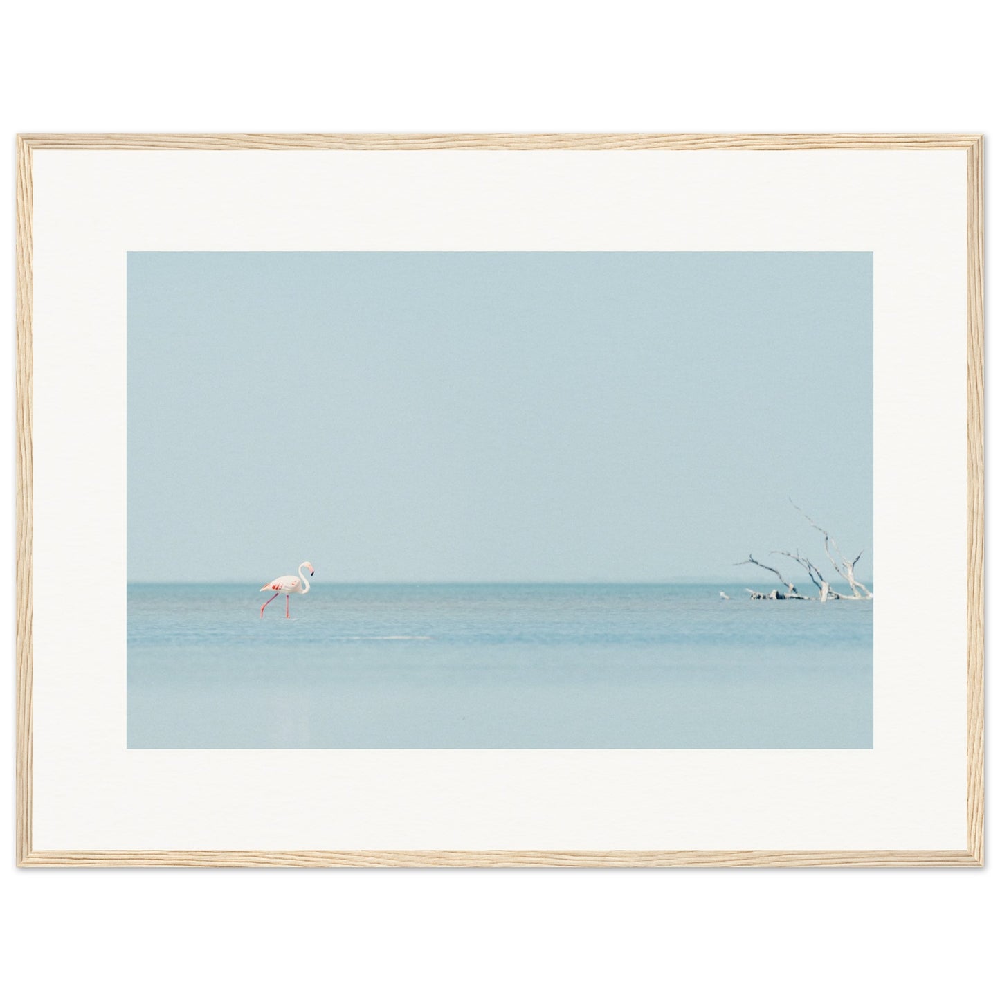 Flamingo La Capeliere