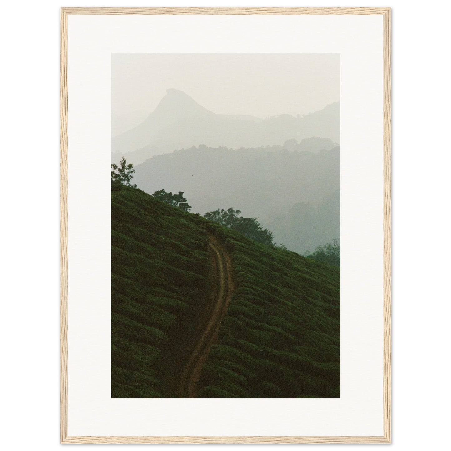 Tea Plantation