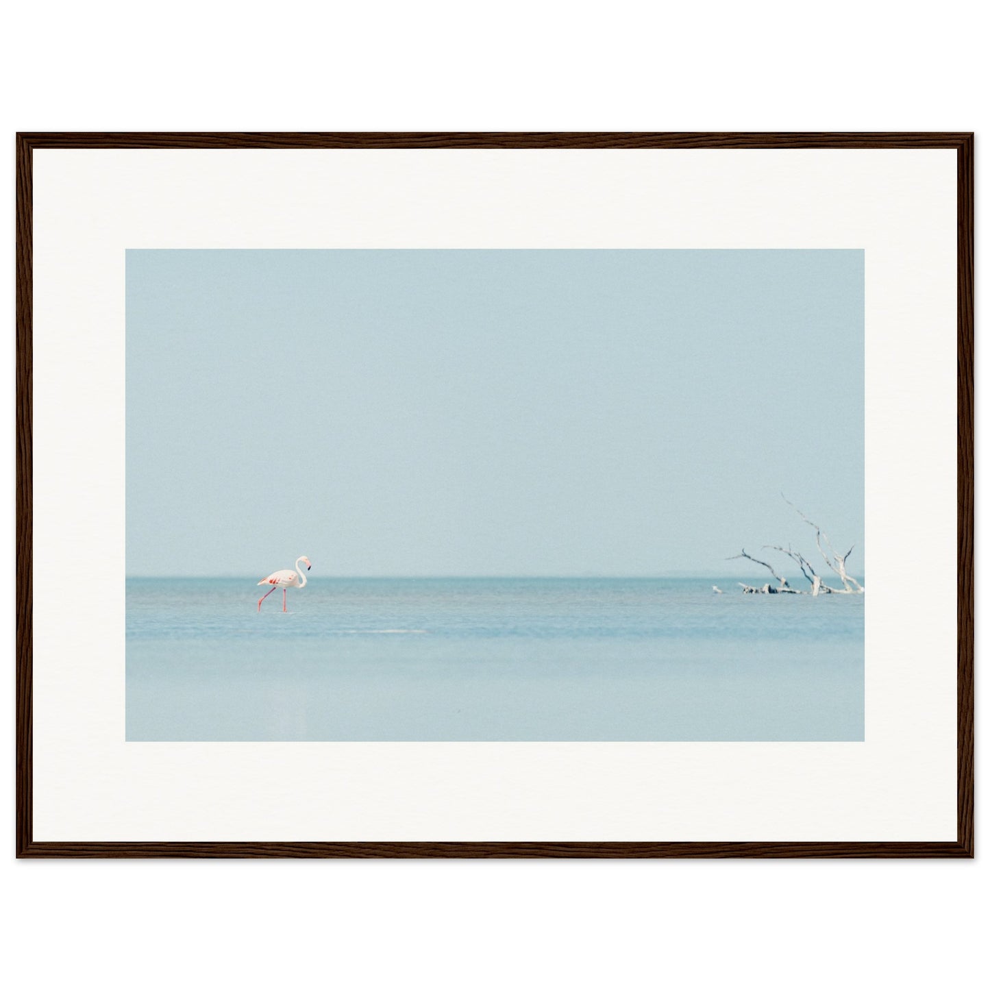 Flamingo La Capeliere