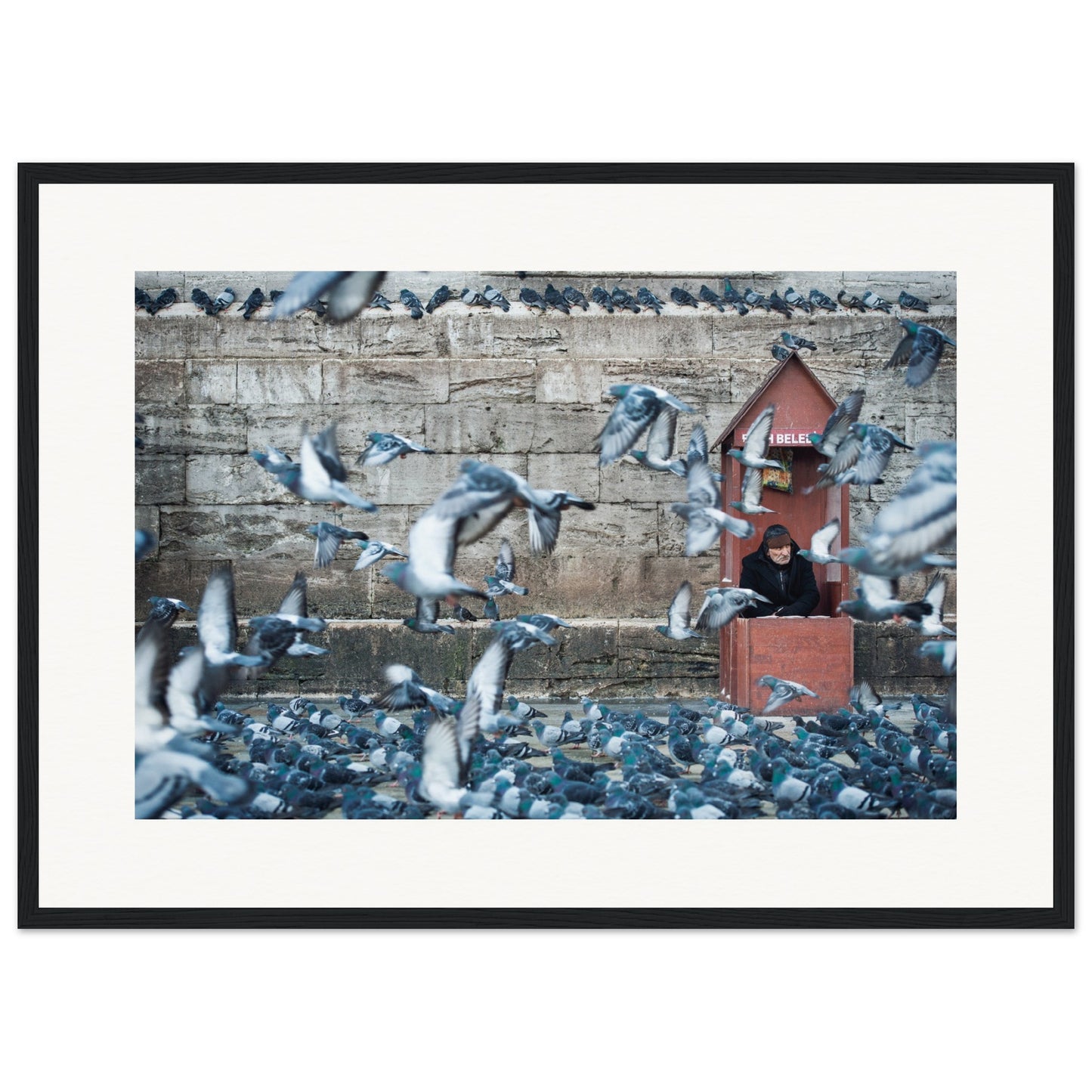 Homme aux pigeons
