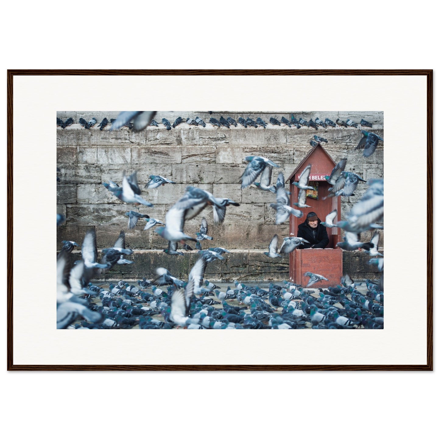 Homme aux pigeons