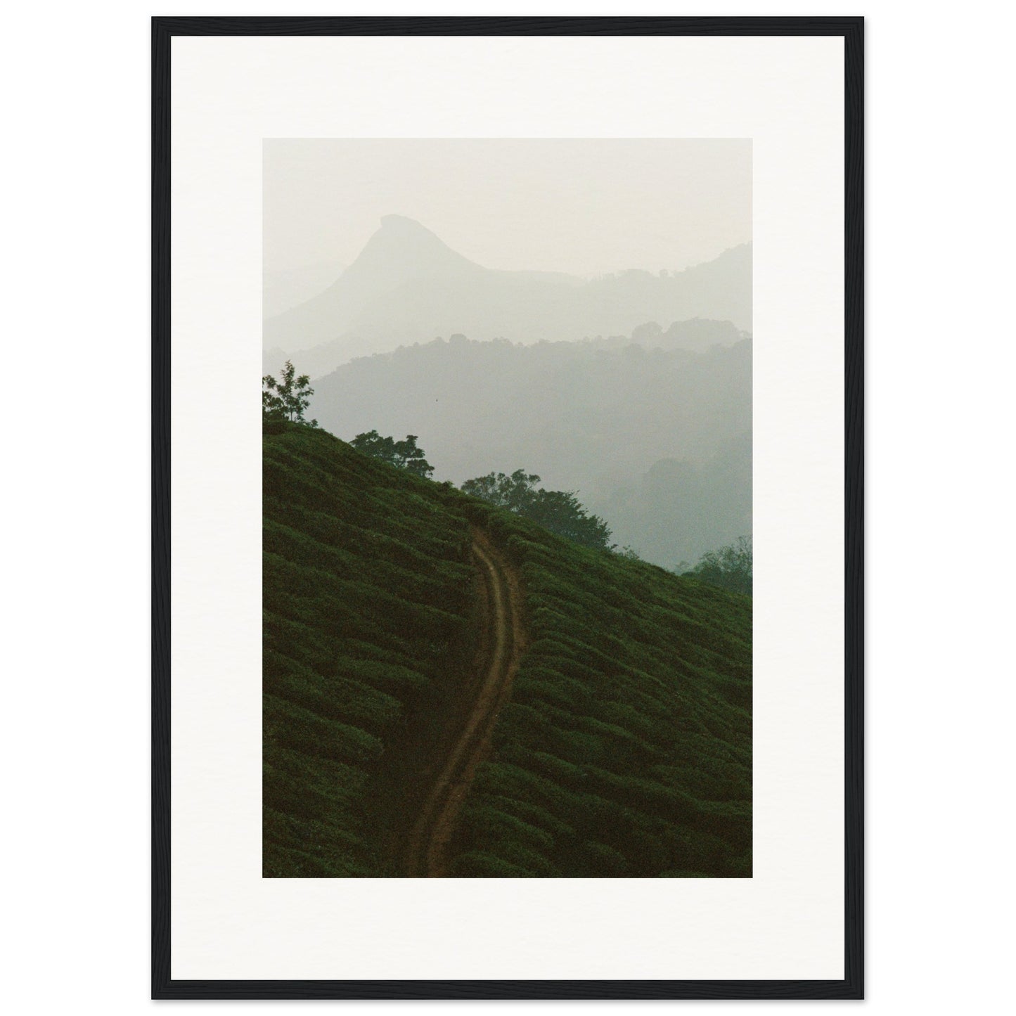 Tea Plantation