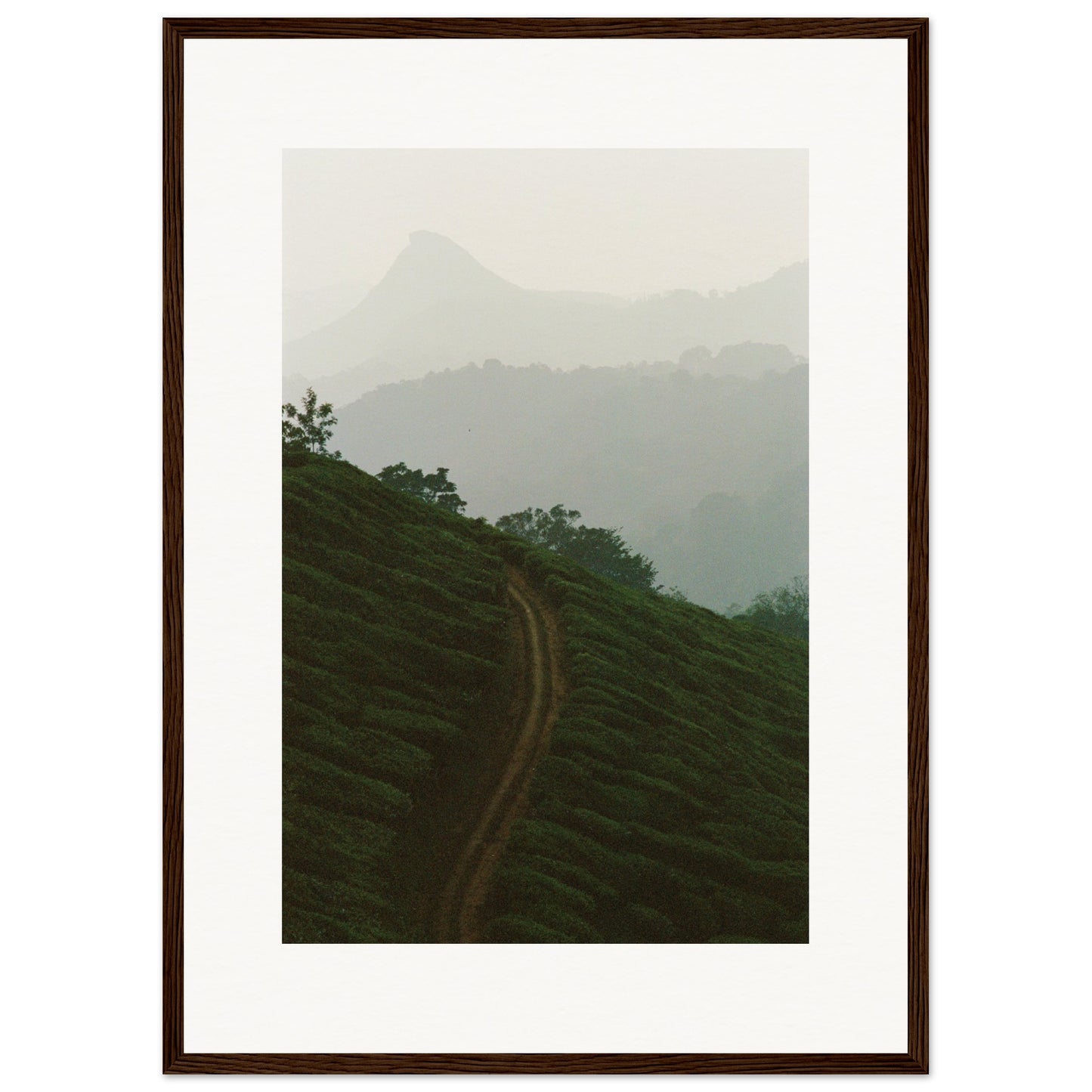 Tea Plantation