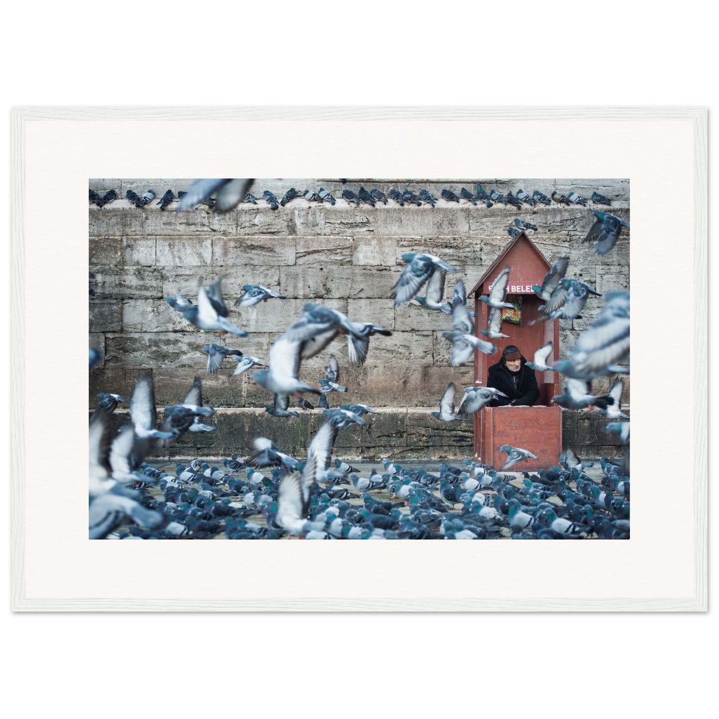 Homme aux pigeons