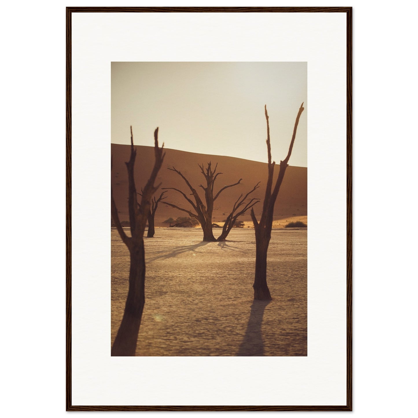 Arbres du désert de Namibie