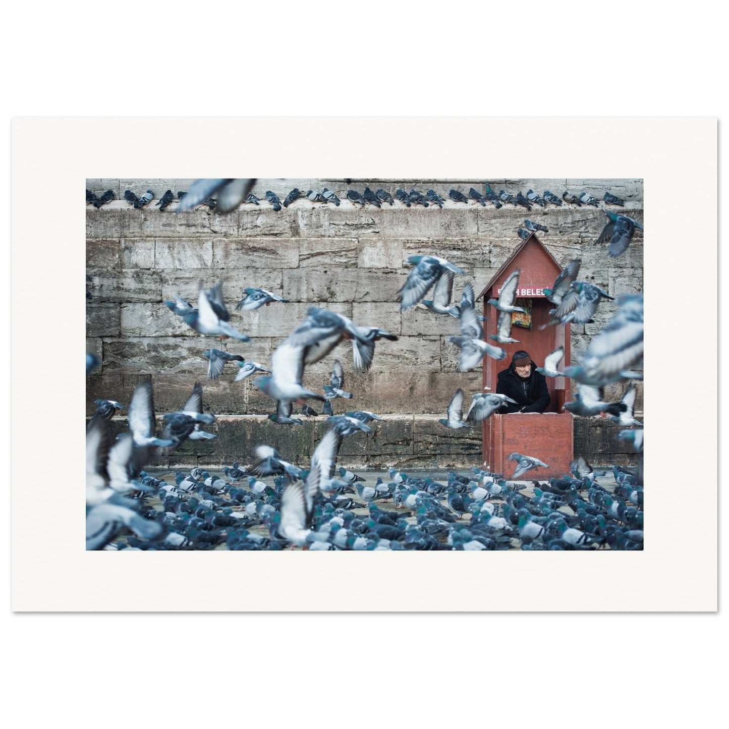 Homme aux pigeons