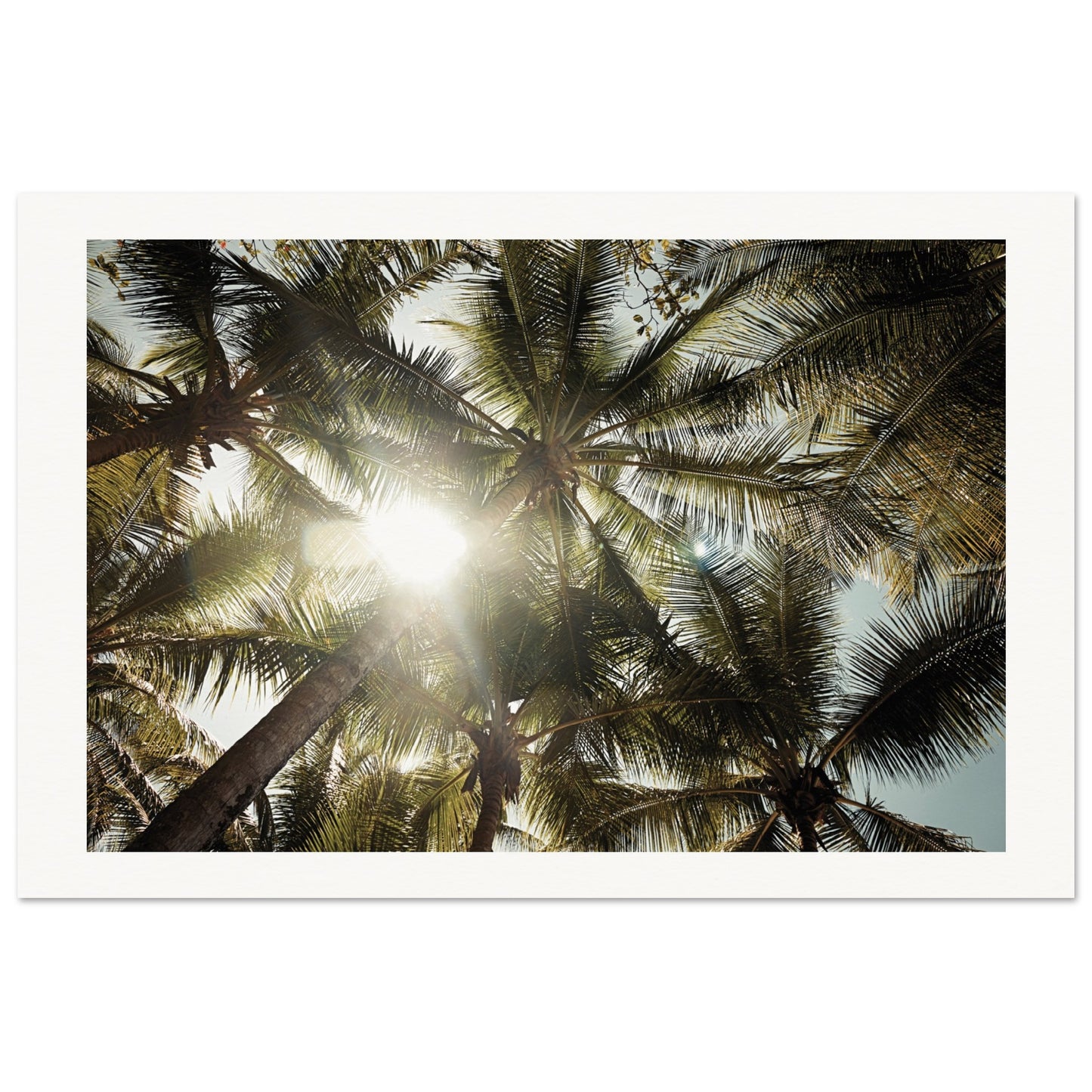 Palm trees St. Lucia