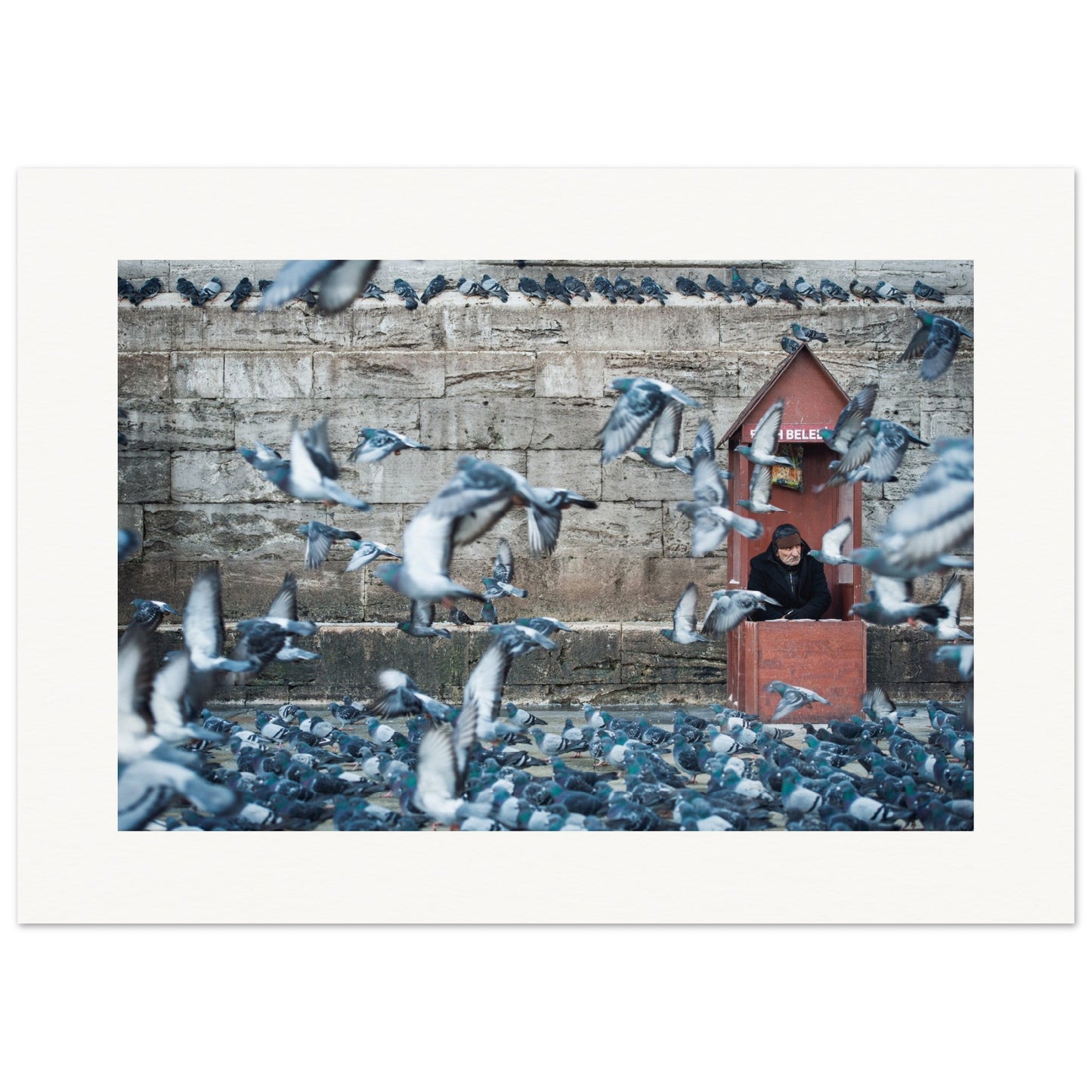 Homme aux pigeons