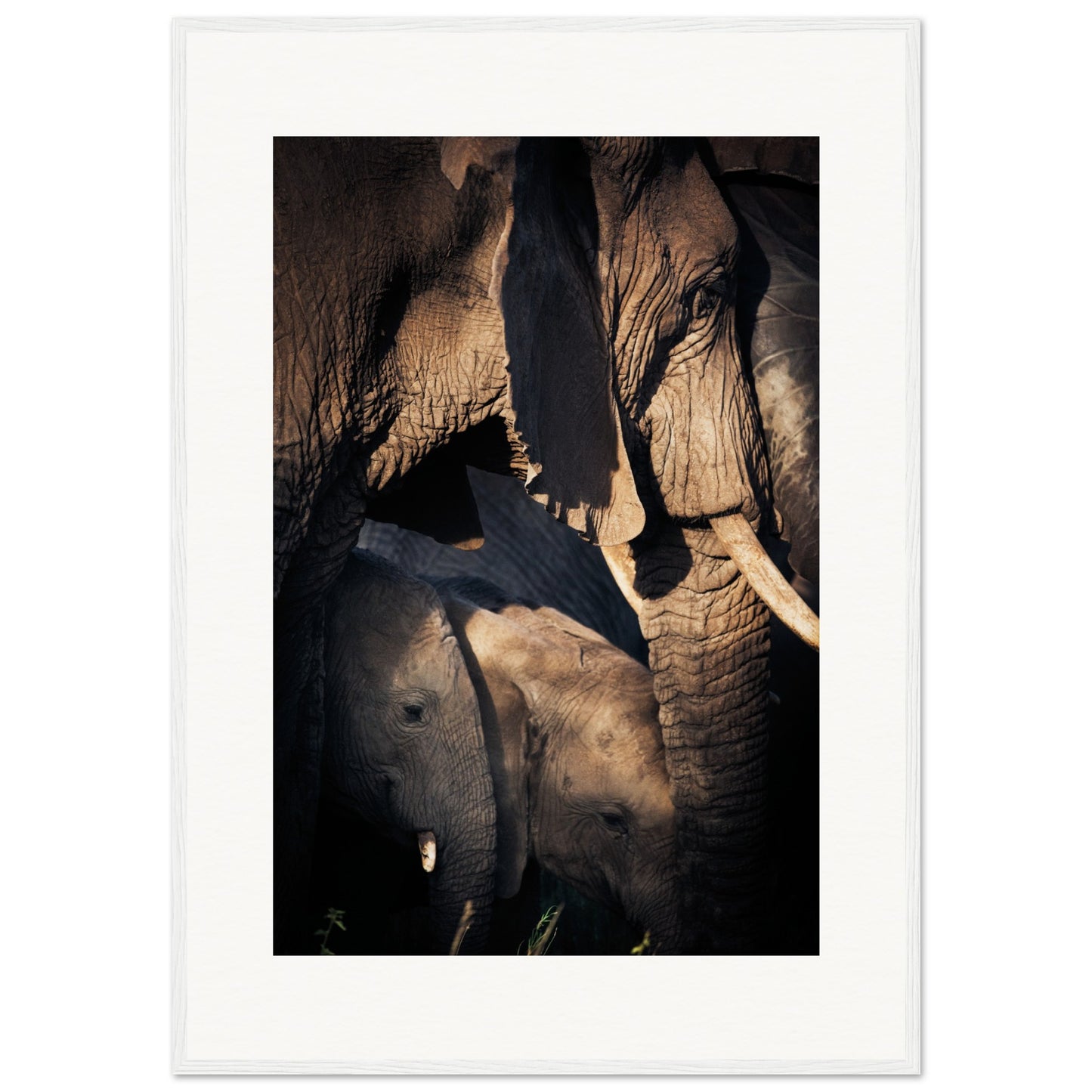 Serengeti Elephant