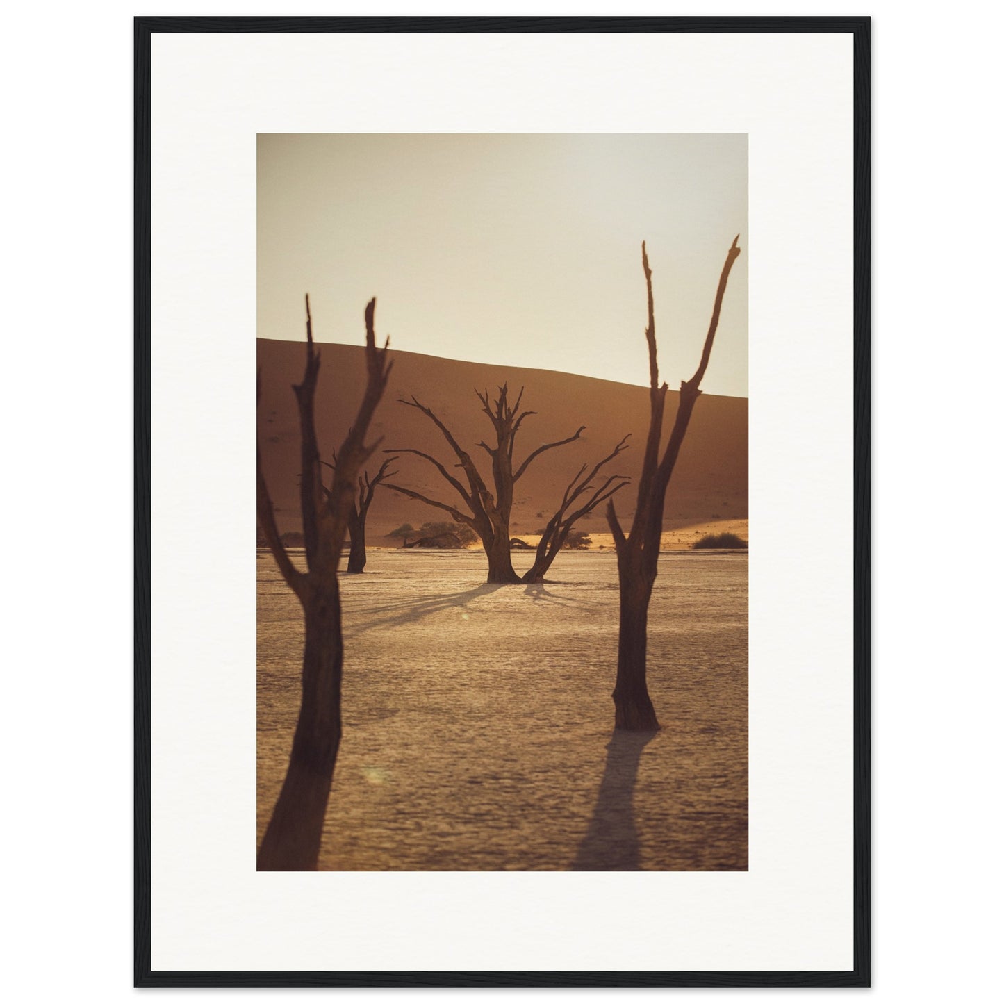 Arbres du désert de Namibie