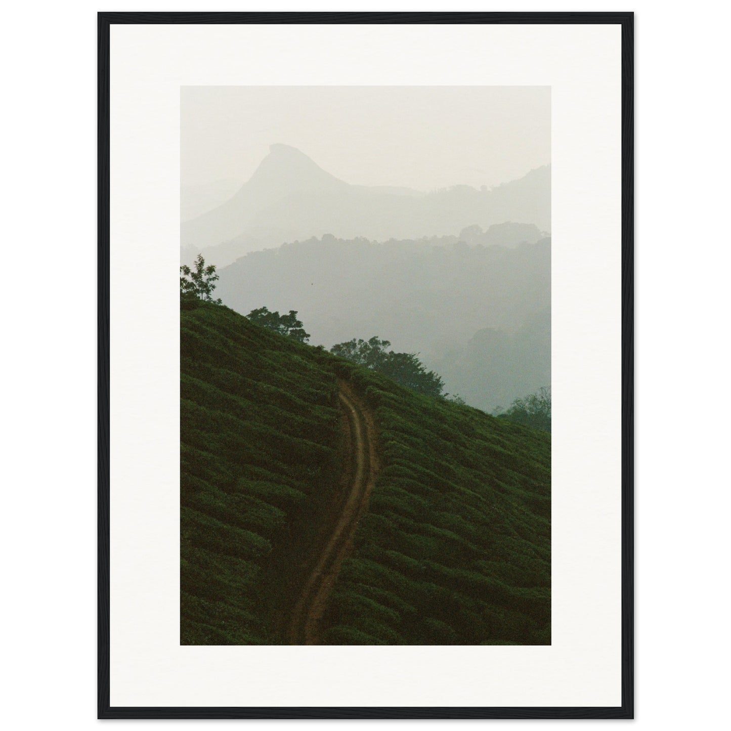 Tea Plantation