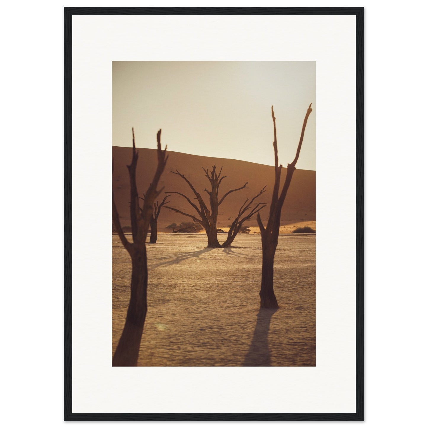 Arbres du désert de Namibie