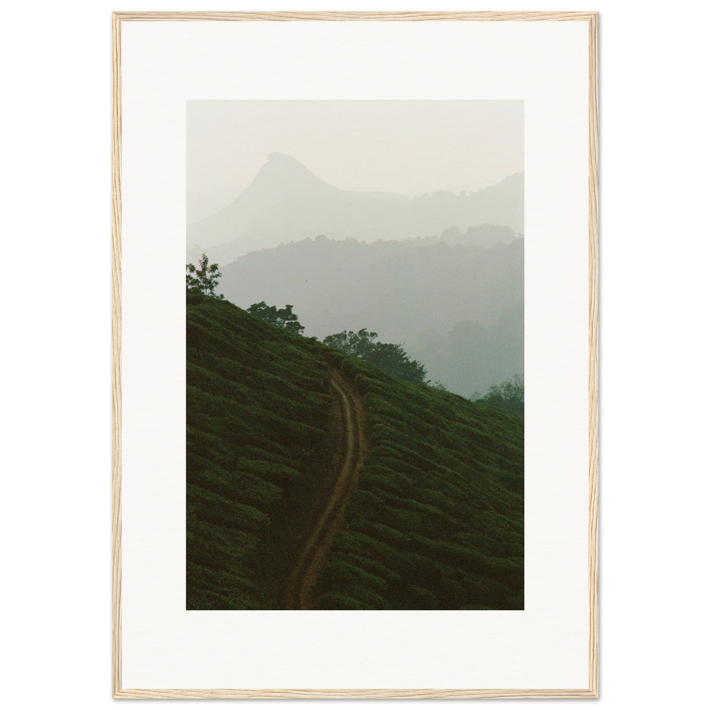 Tea Plantation