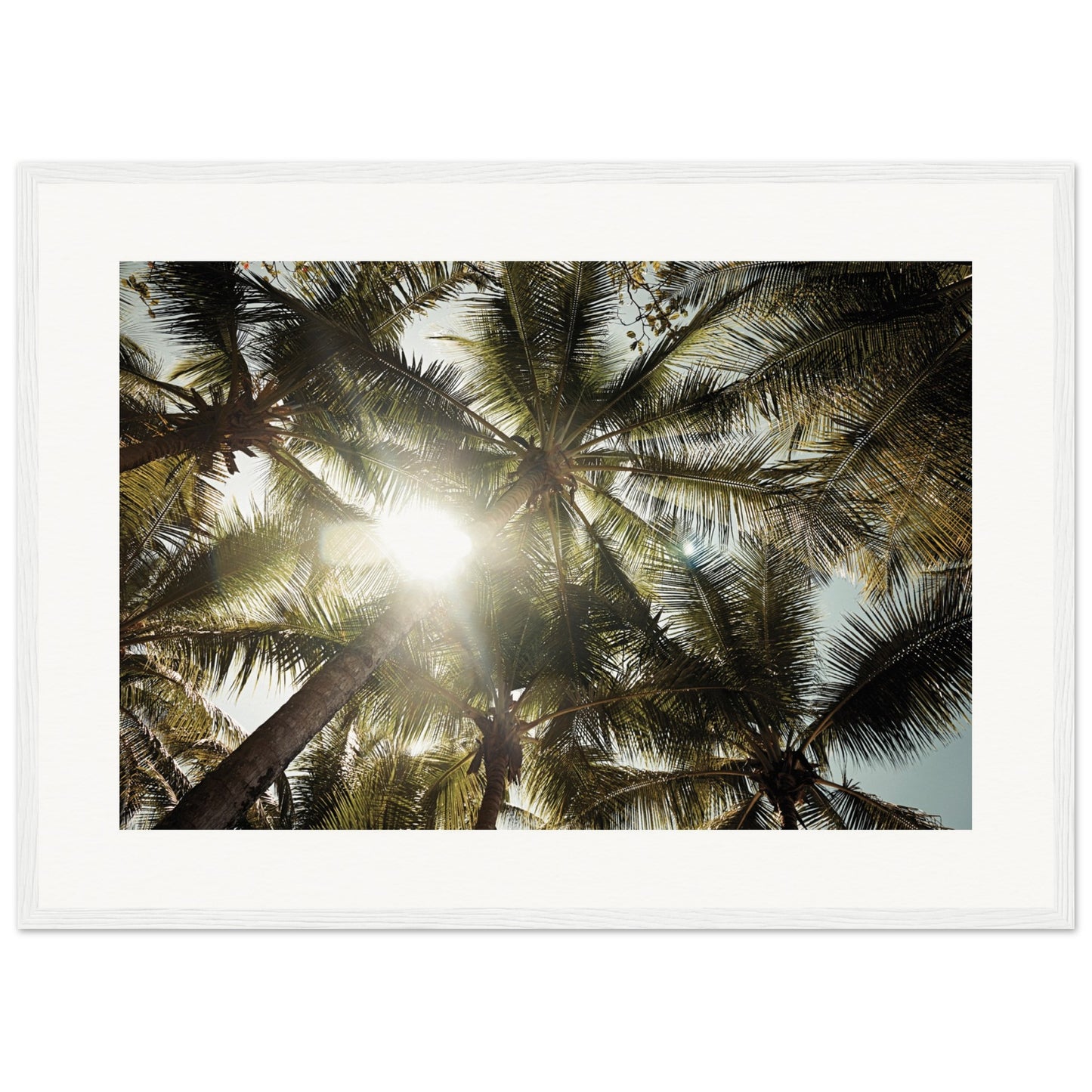 Palm trees St. Lucia