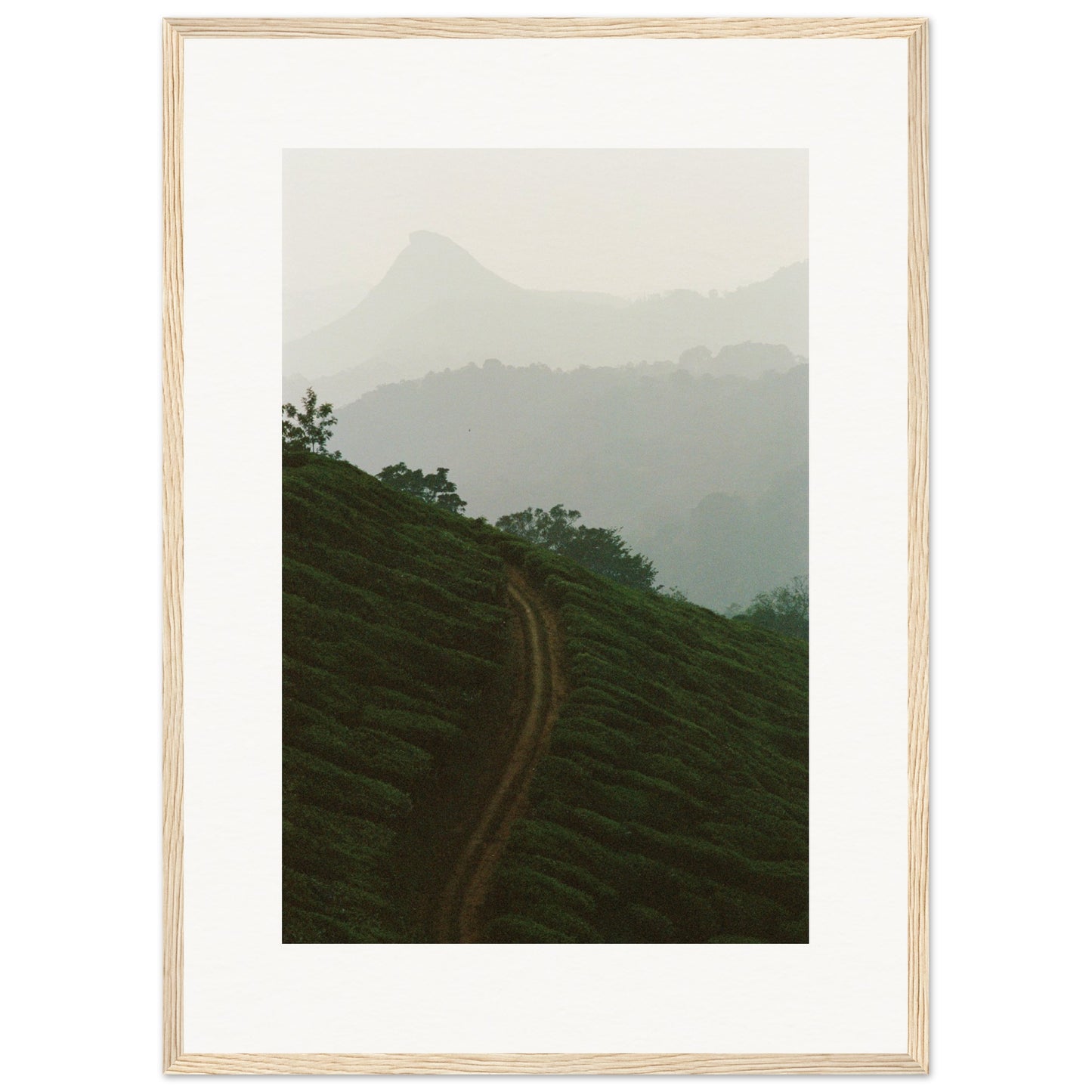 Tea Plantation