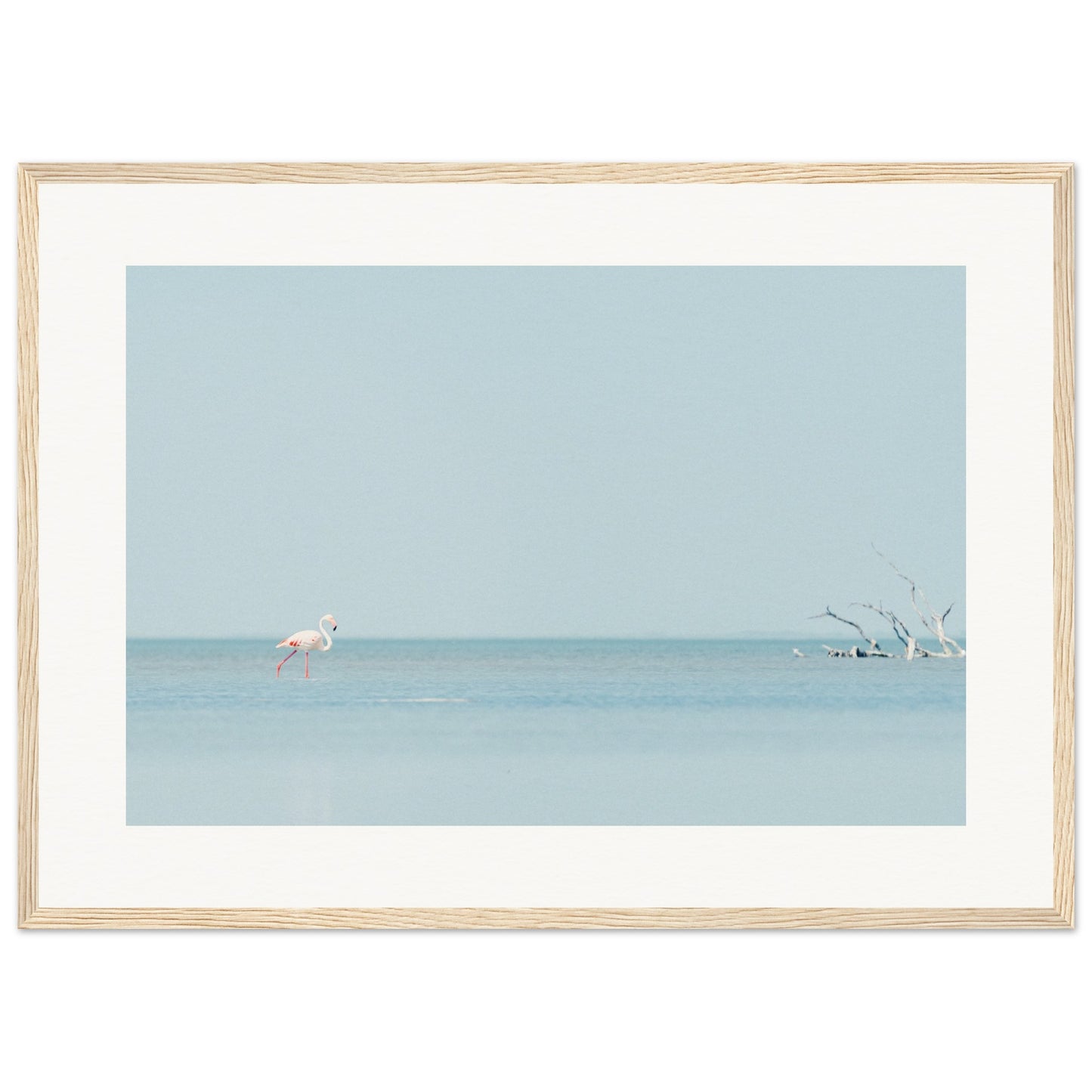 Flamingo La Capeliere