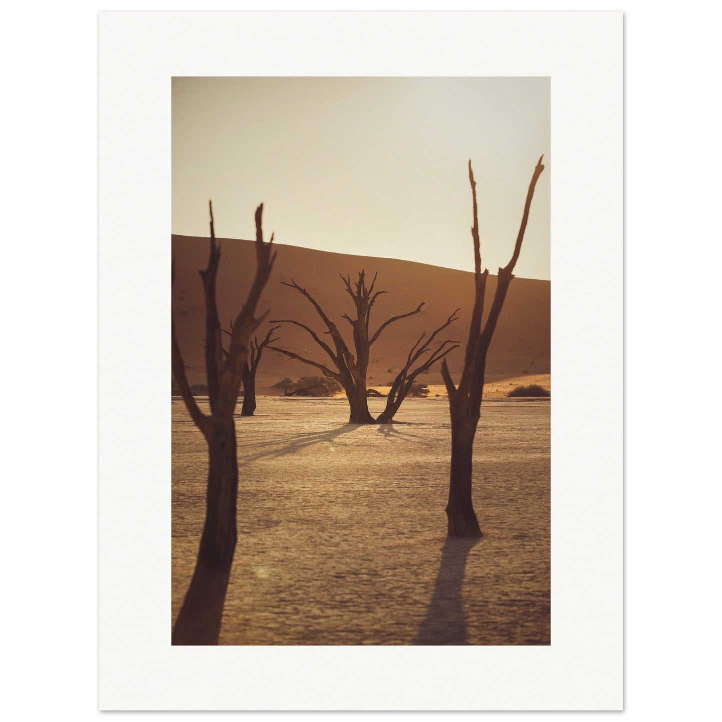 Arbres du désert de Namibie
