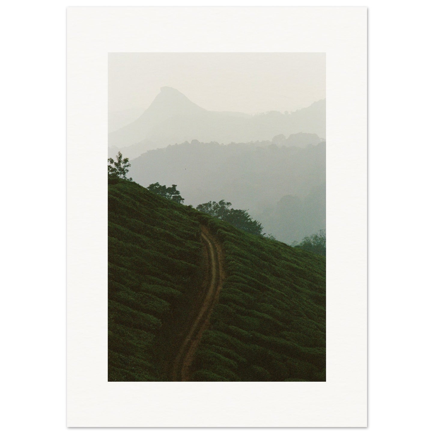 Tea Plantation