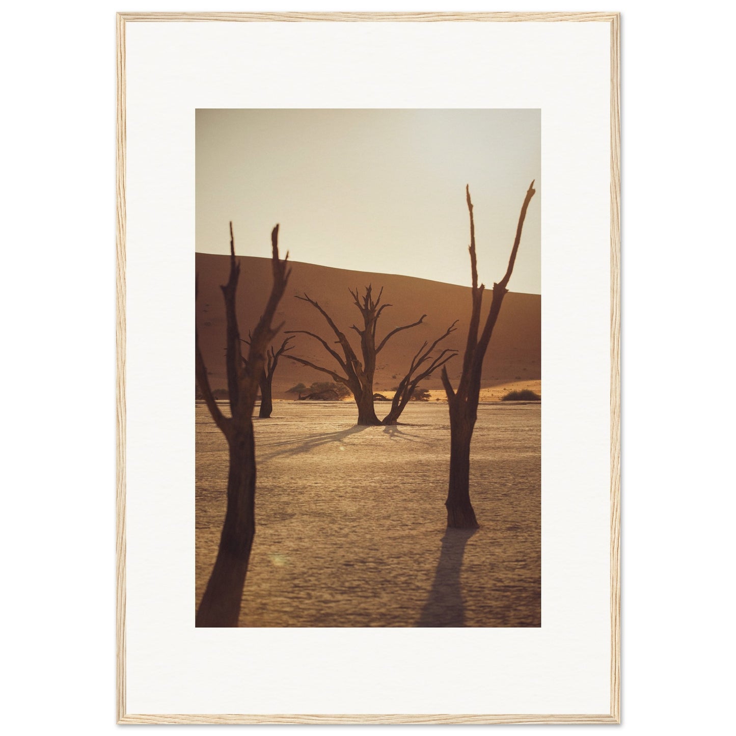 Arbres du désert de Namibie