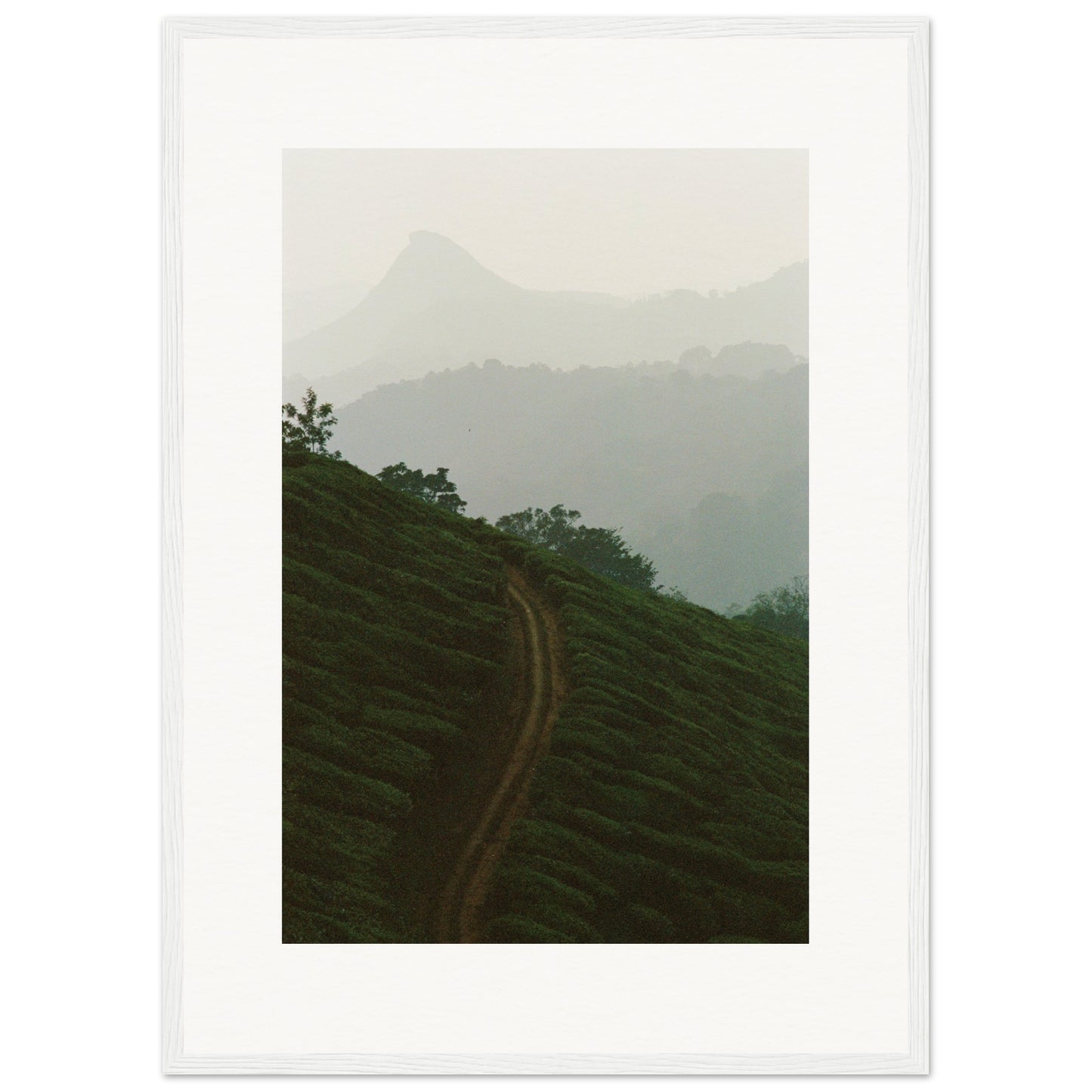 Tea Plantation
