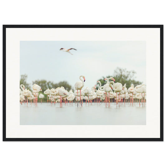 Ornithologique De Pont De Gau