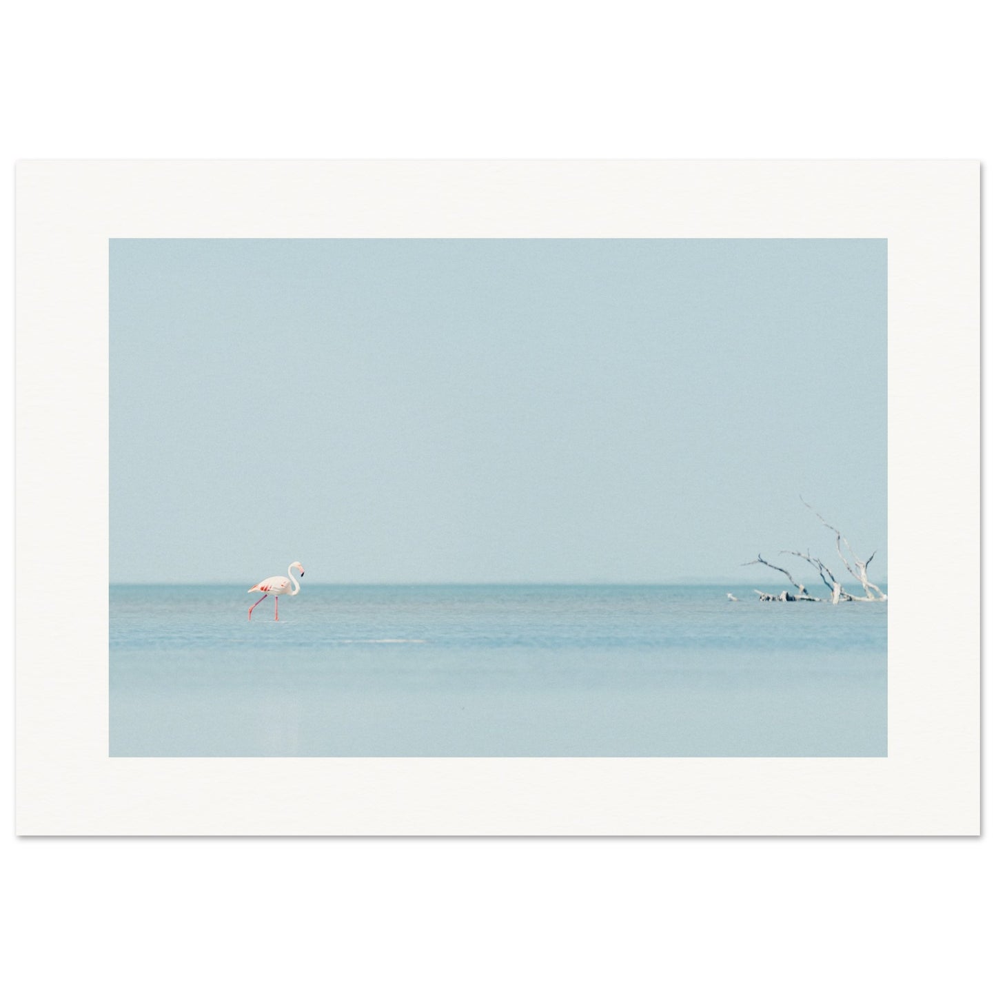 Flamingo La Capeliere
