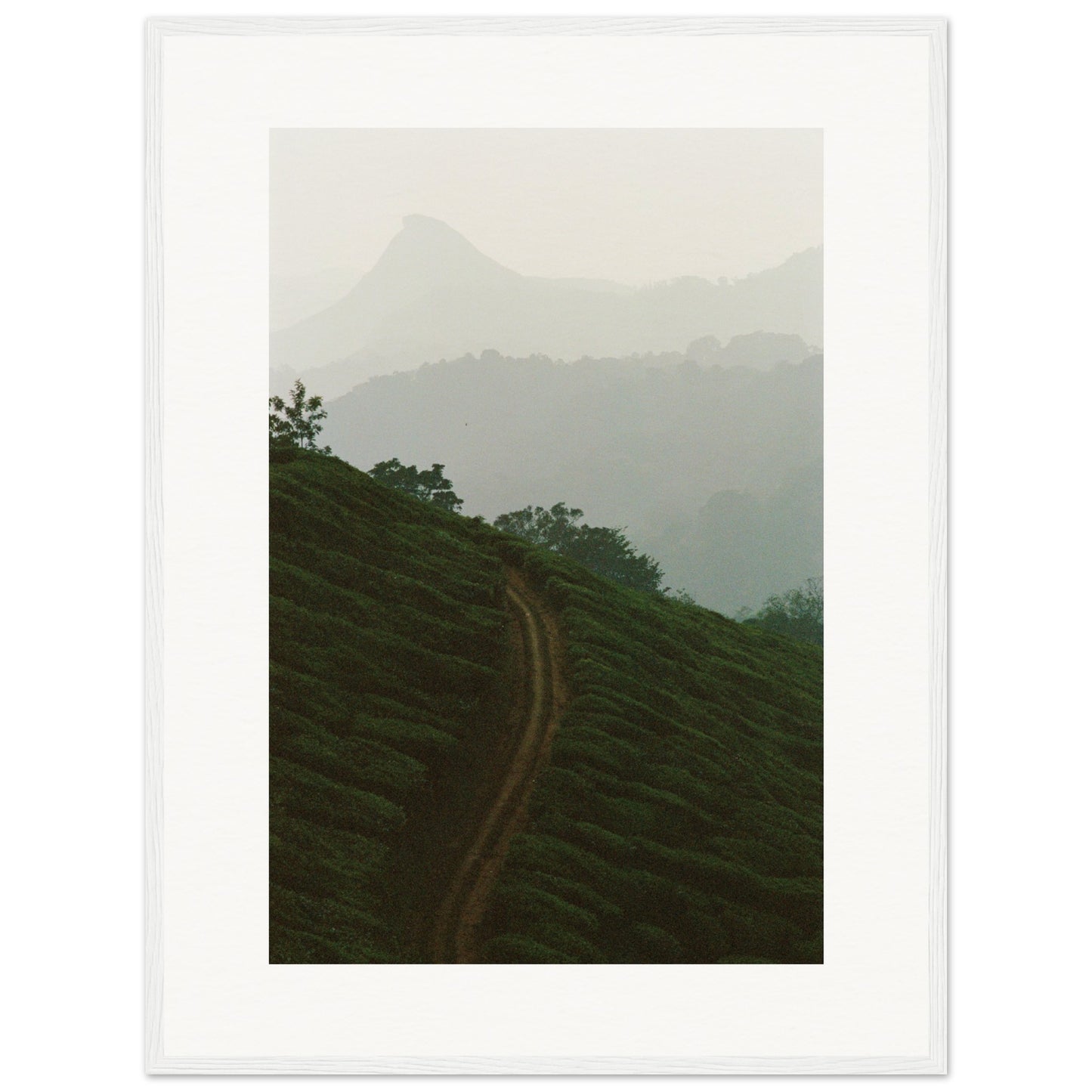 Tea Plantation