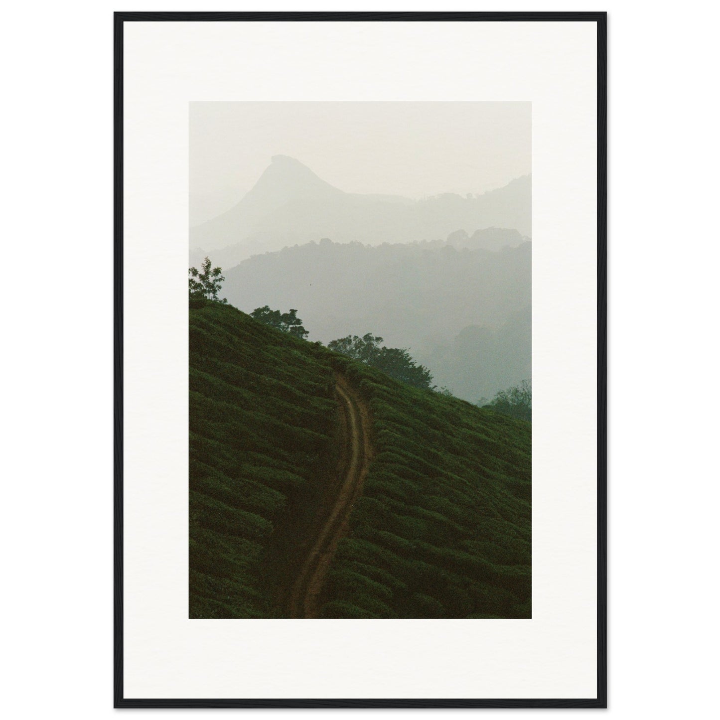 Tea Plantation