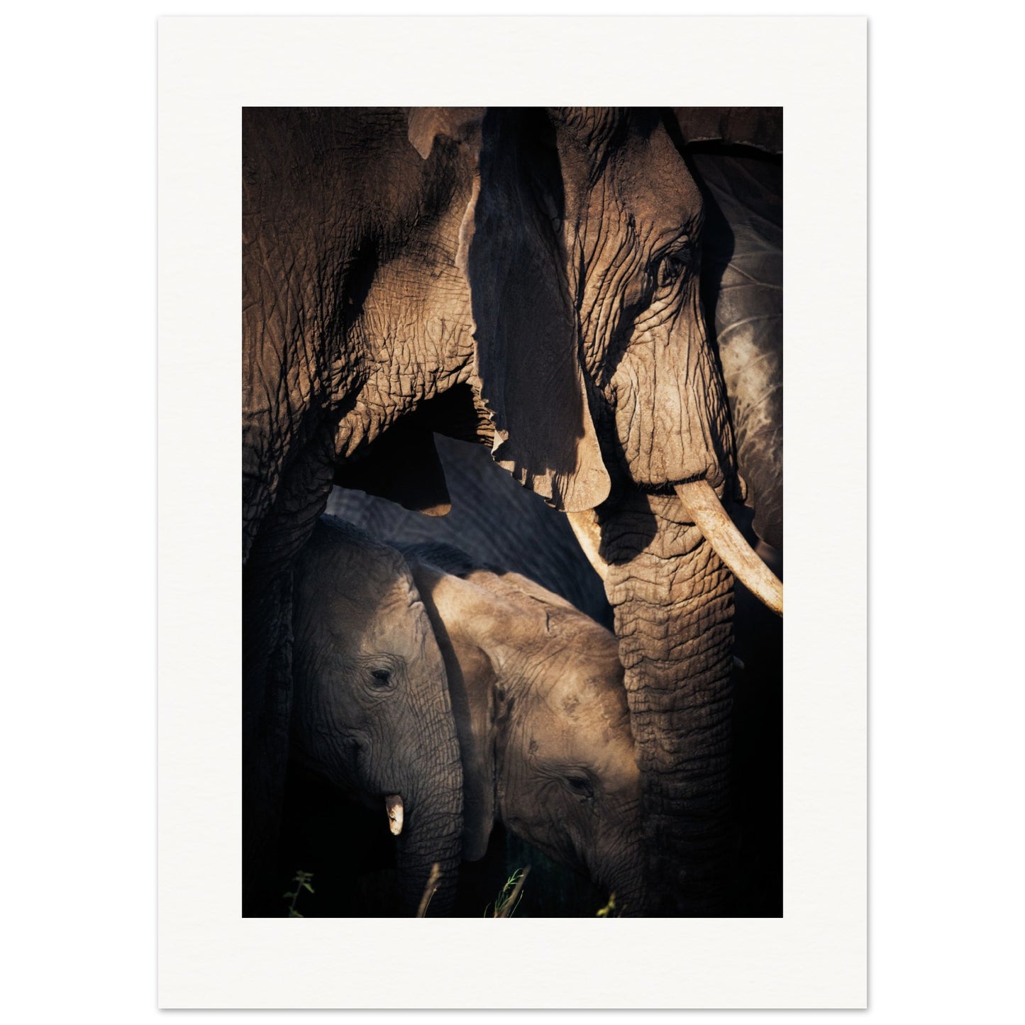 Serengeti Elephant