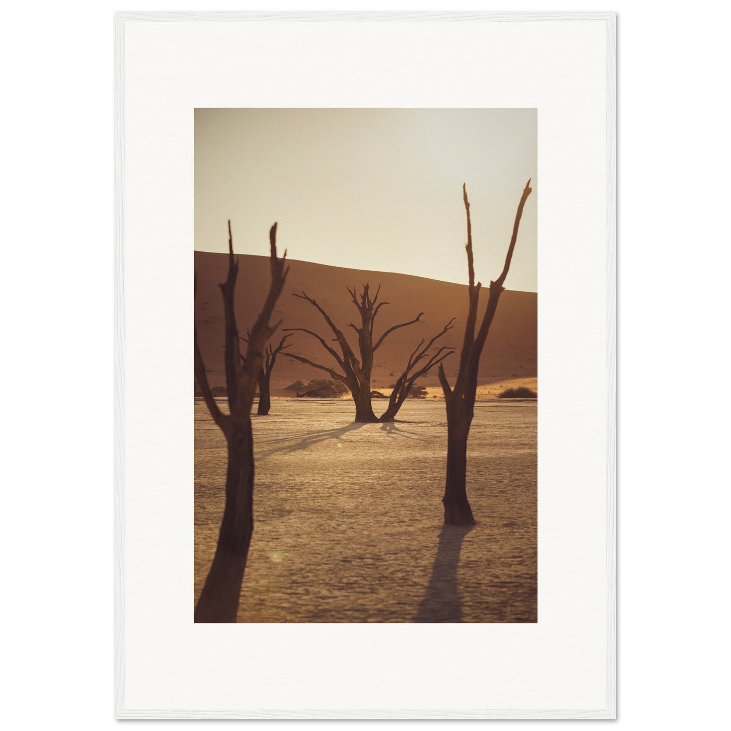 Arbres du désert de Namibie