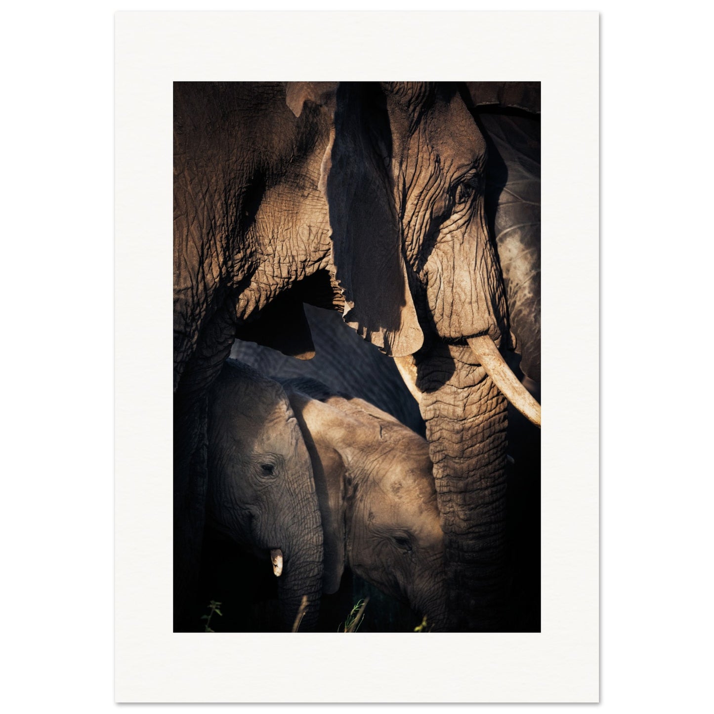 Serengeti Elephant