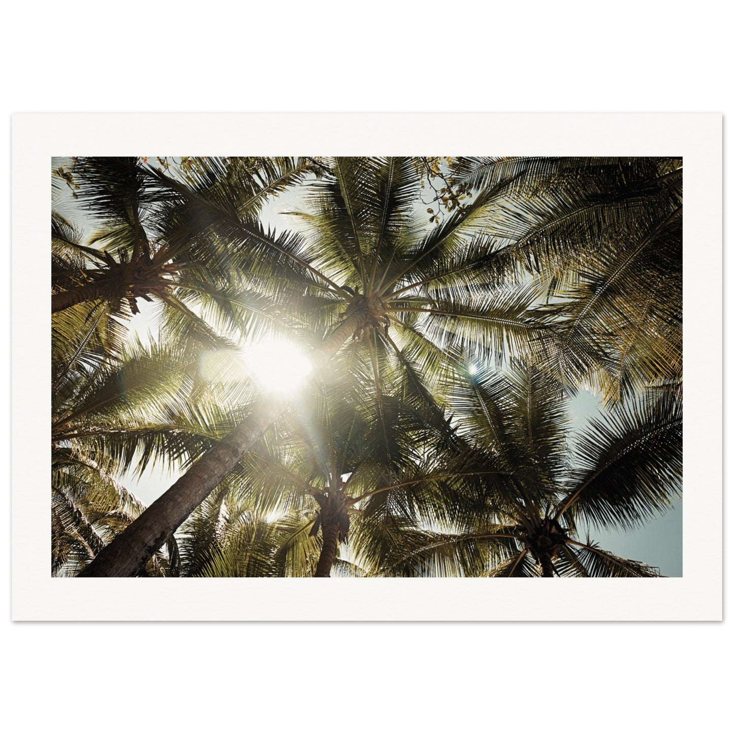 Palm trees St. Lucia