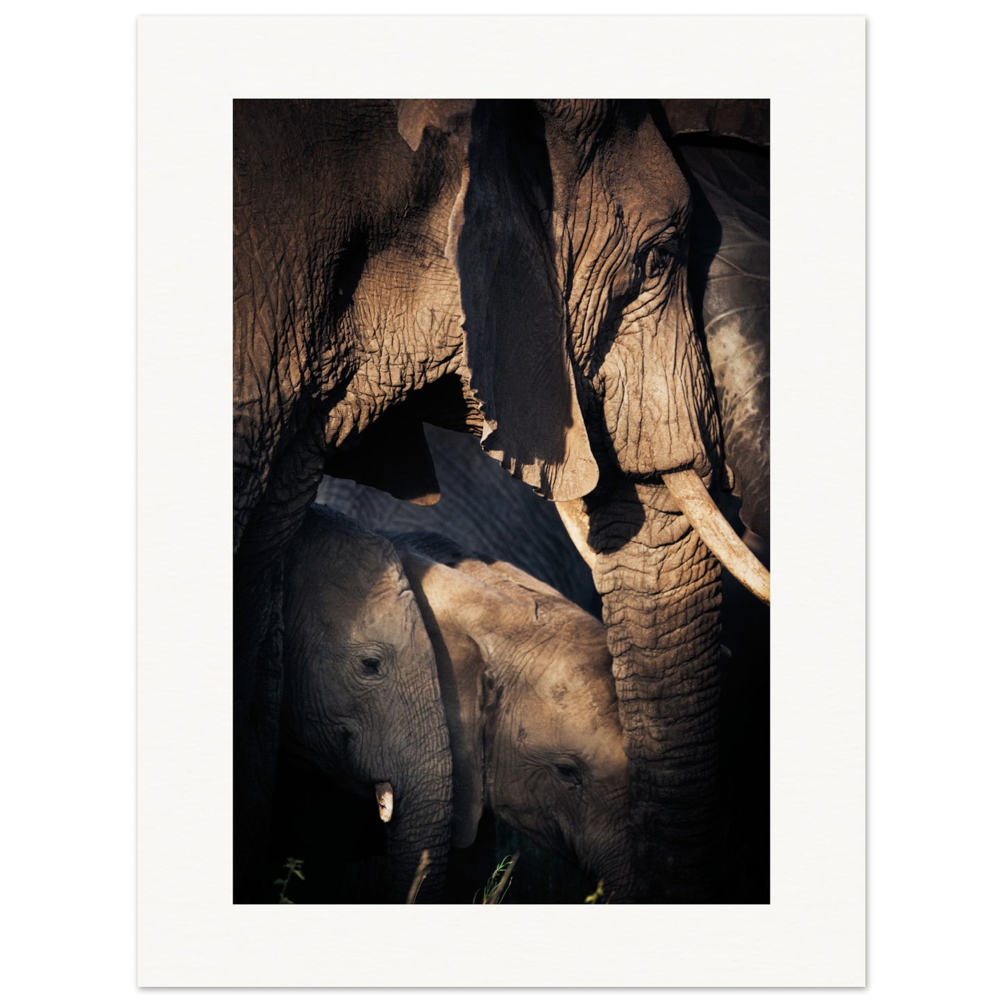 Serengeti Elephant