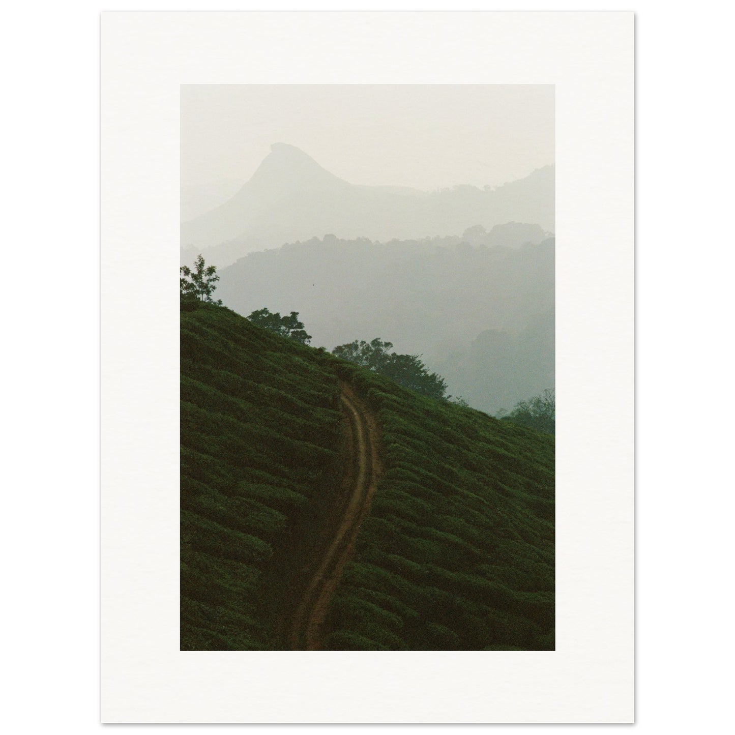Tea Plantation