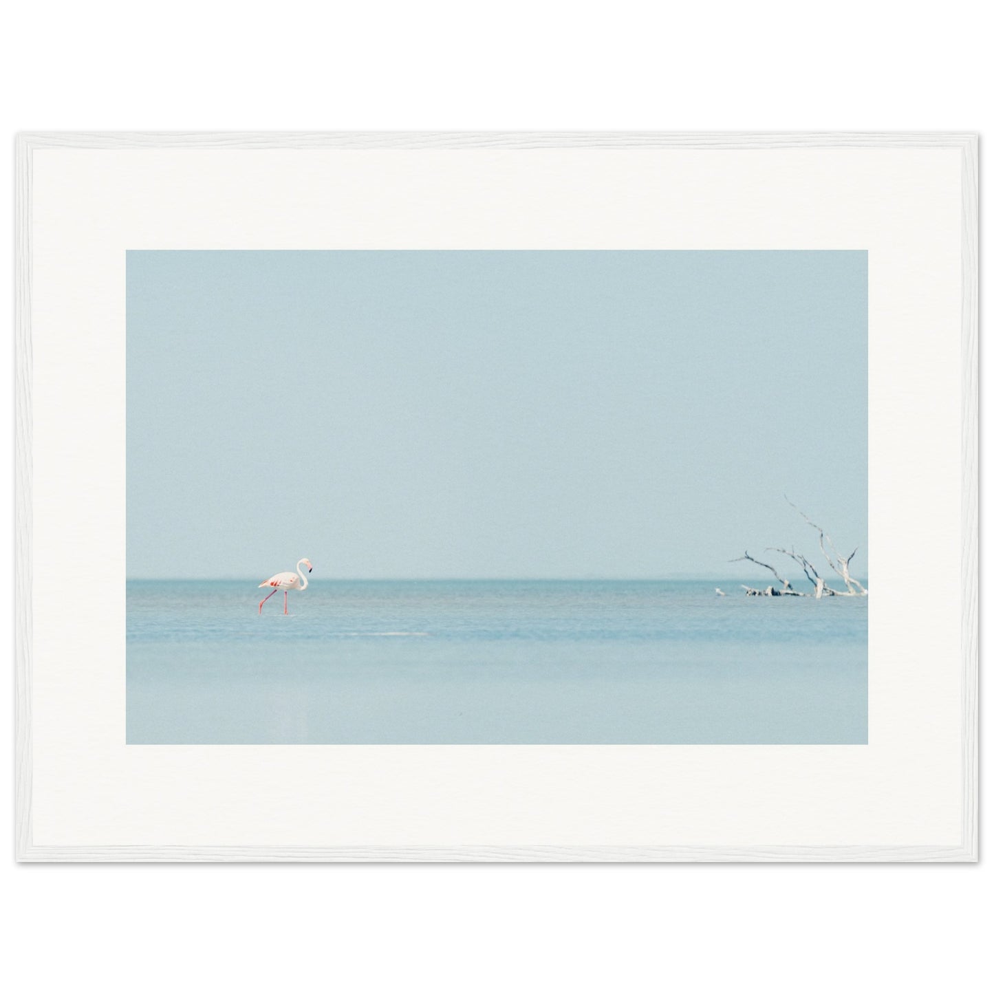 Flamingo La Capeliere