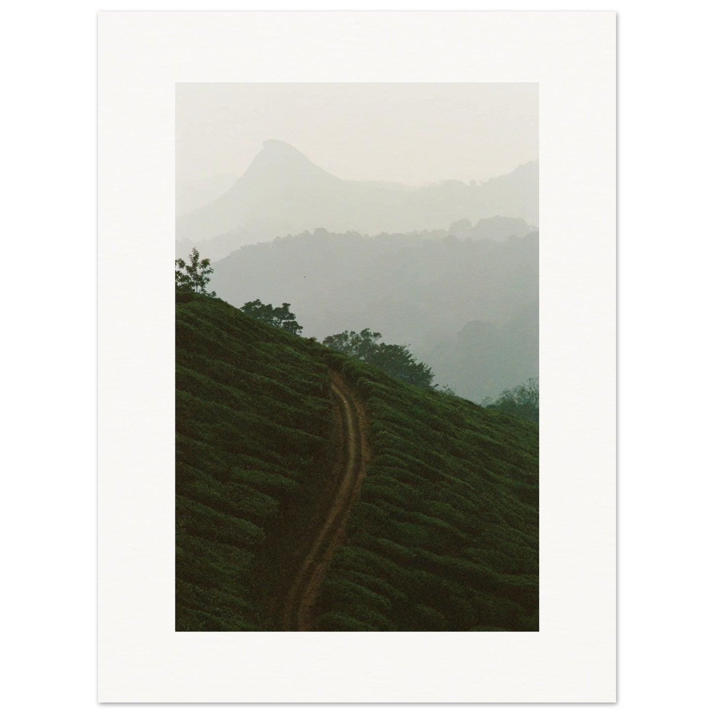 Tea Plantation