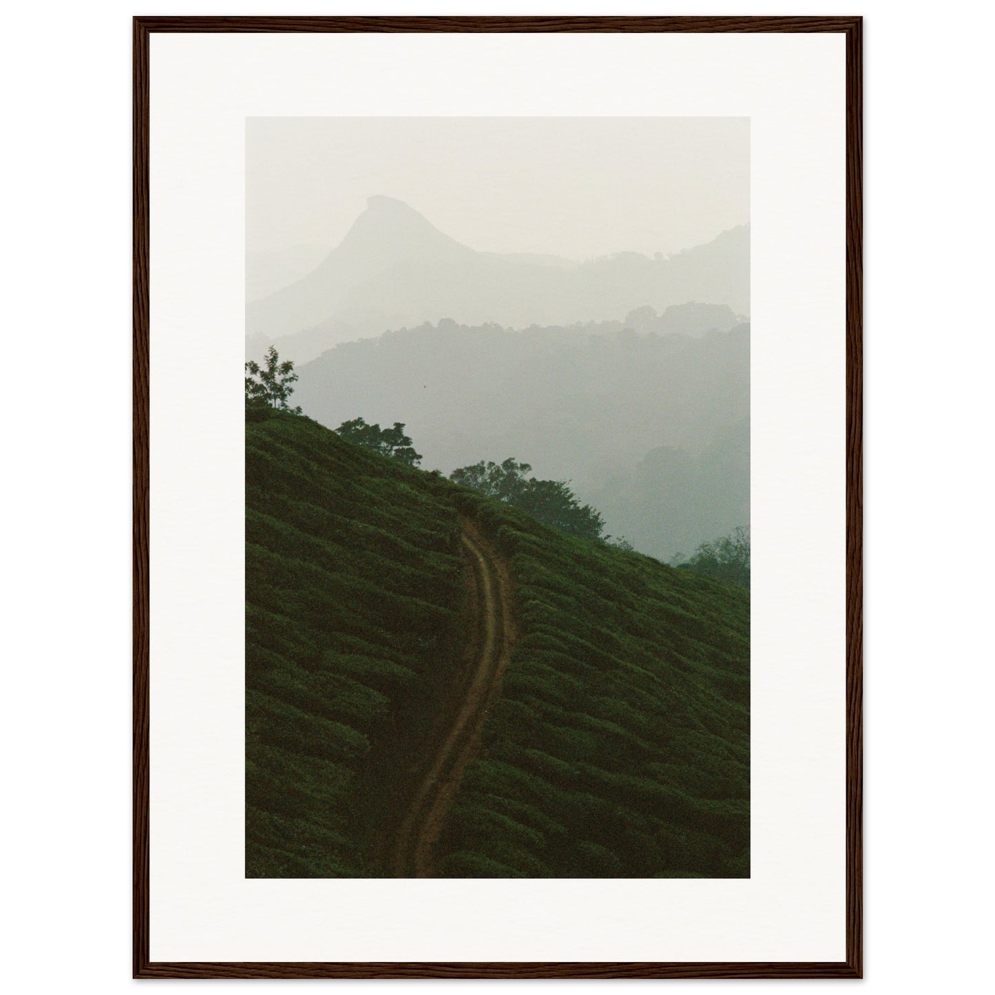 Tea Plantation