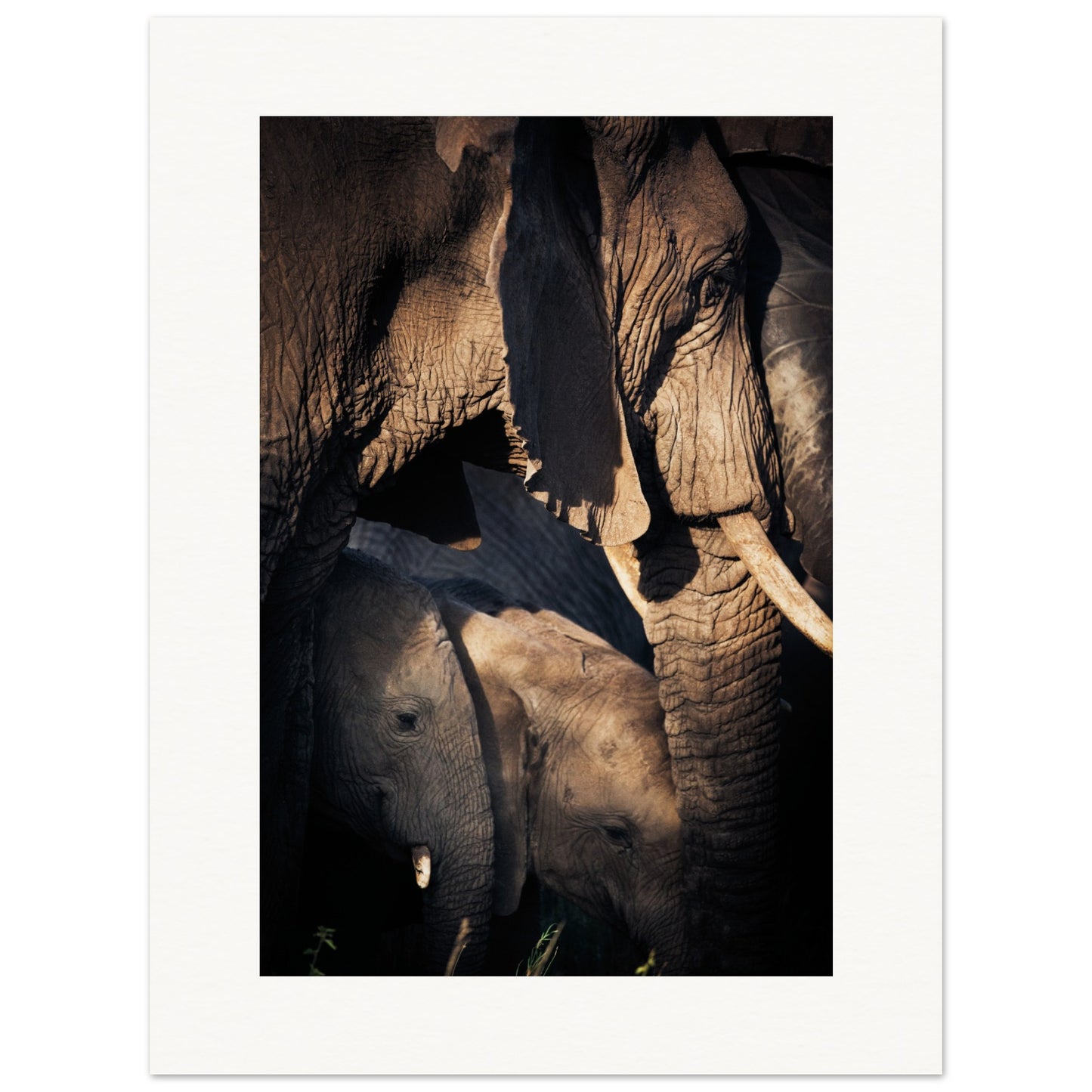 Serengeti Elephant