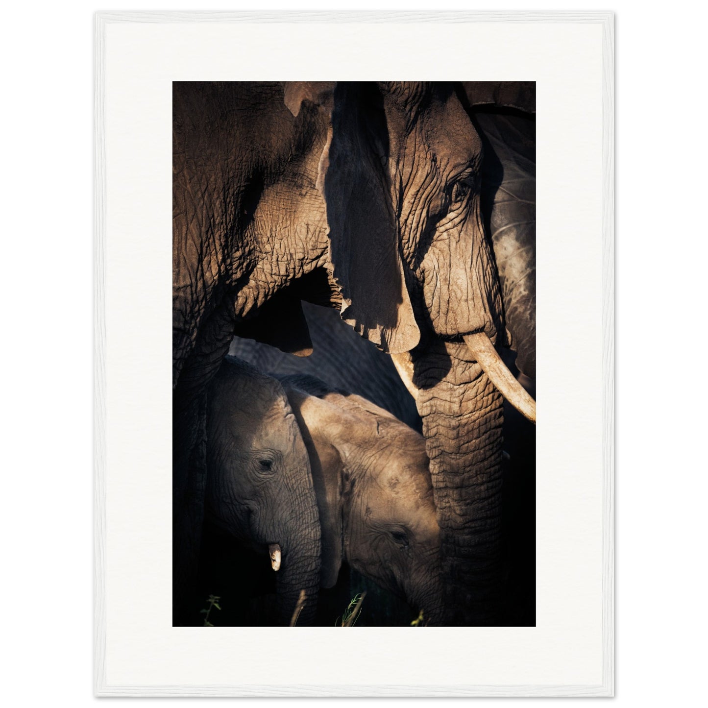 Serengeti Elephant