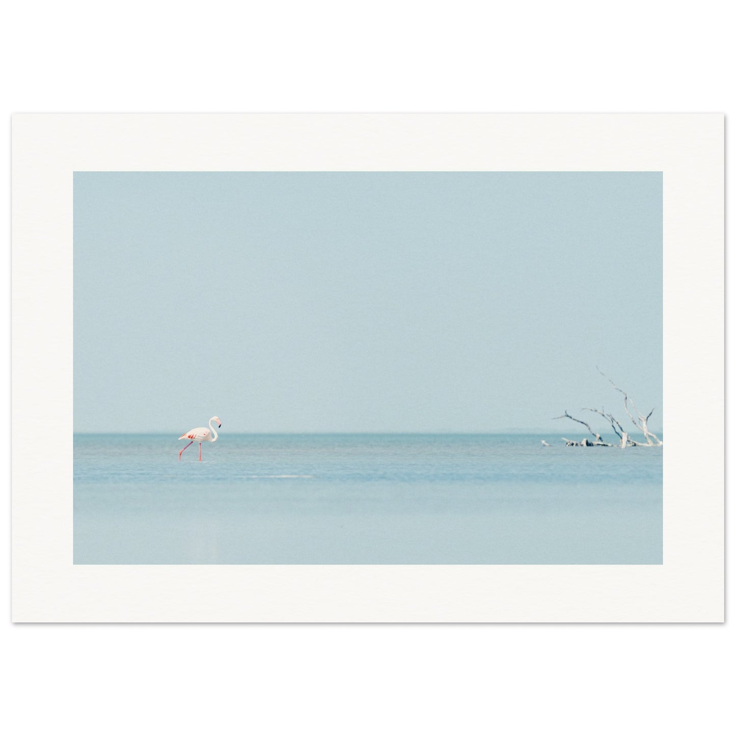 Flamingo La Capeliere
