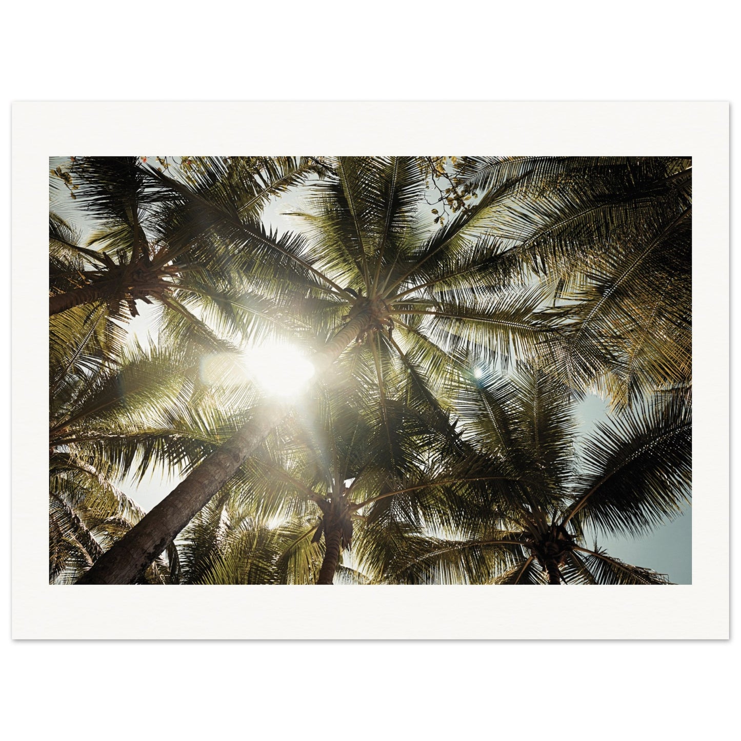 Palm trees St. Lucia