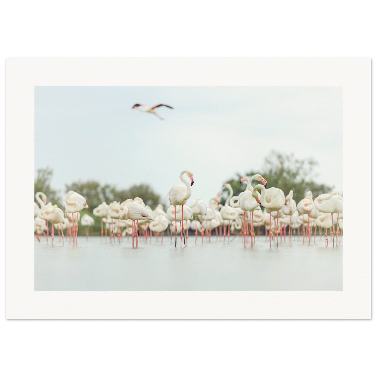 Ornithologique De Pont De Gau