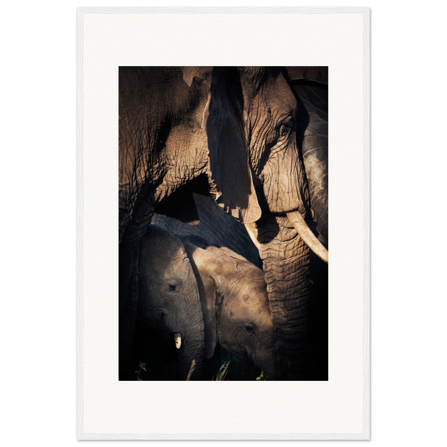 Serengeti Elephant