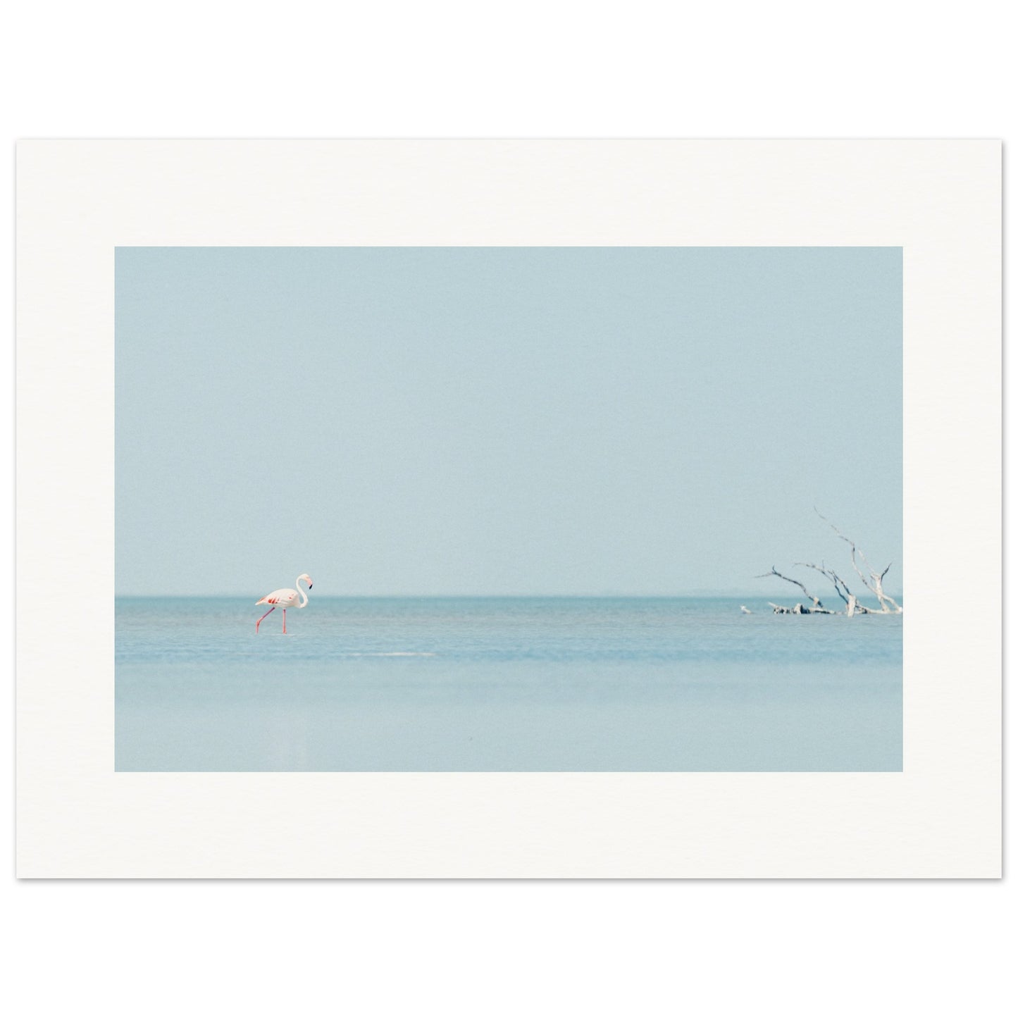 Flamingo La Capeliere