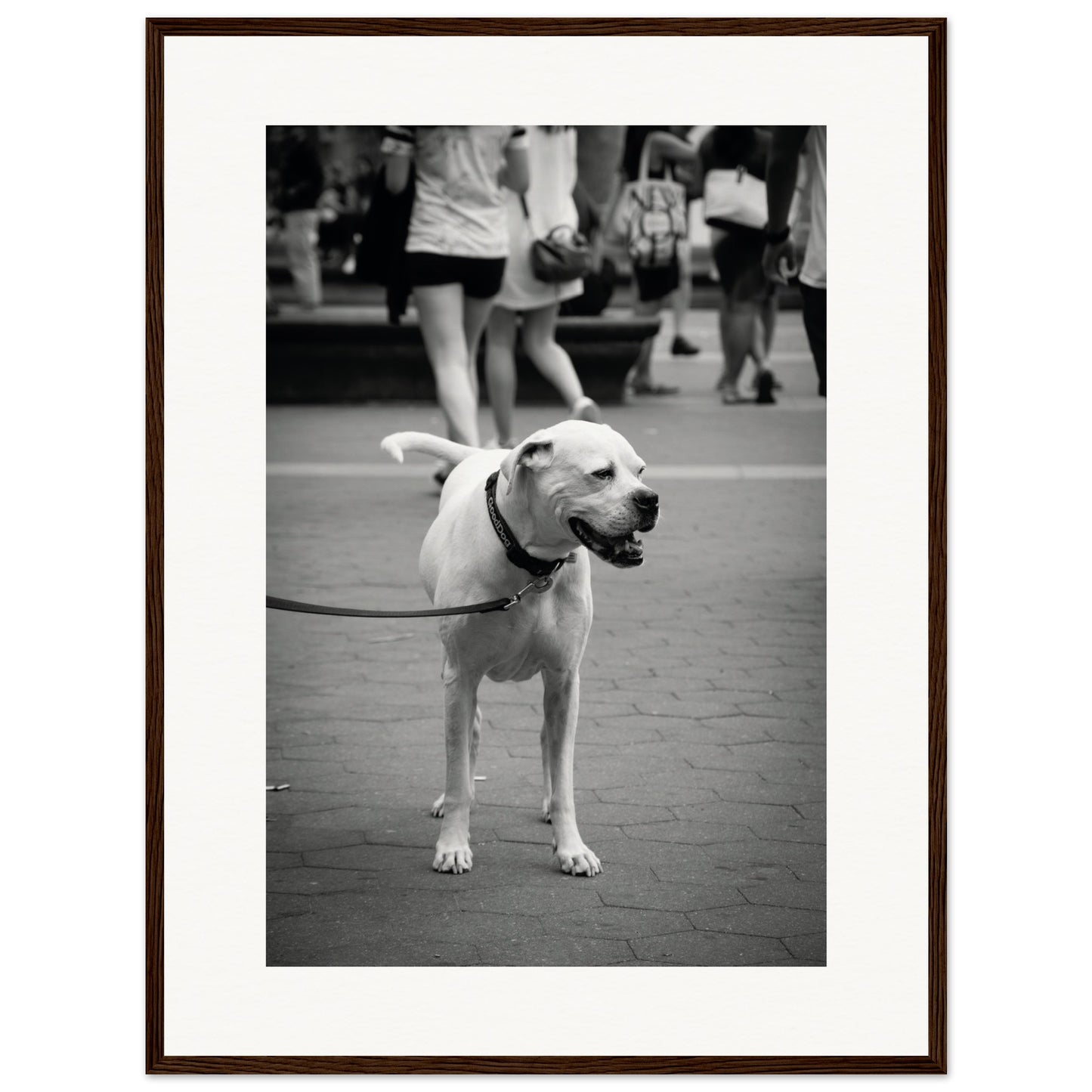 Dog Walking Human – New York Stories