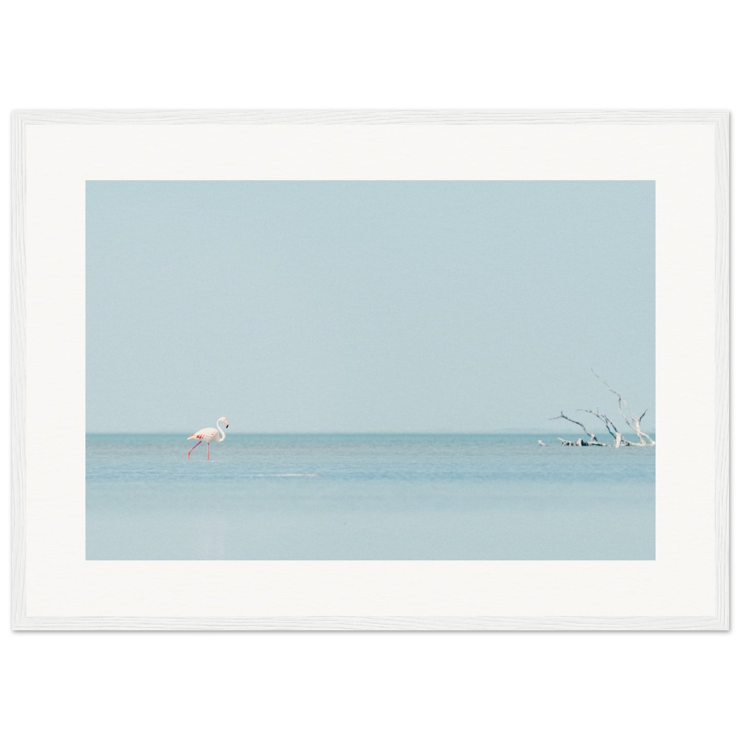Flamingo La Capeliere