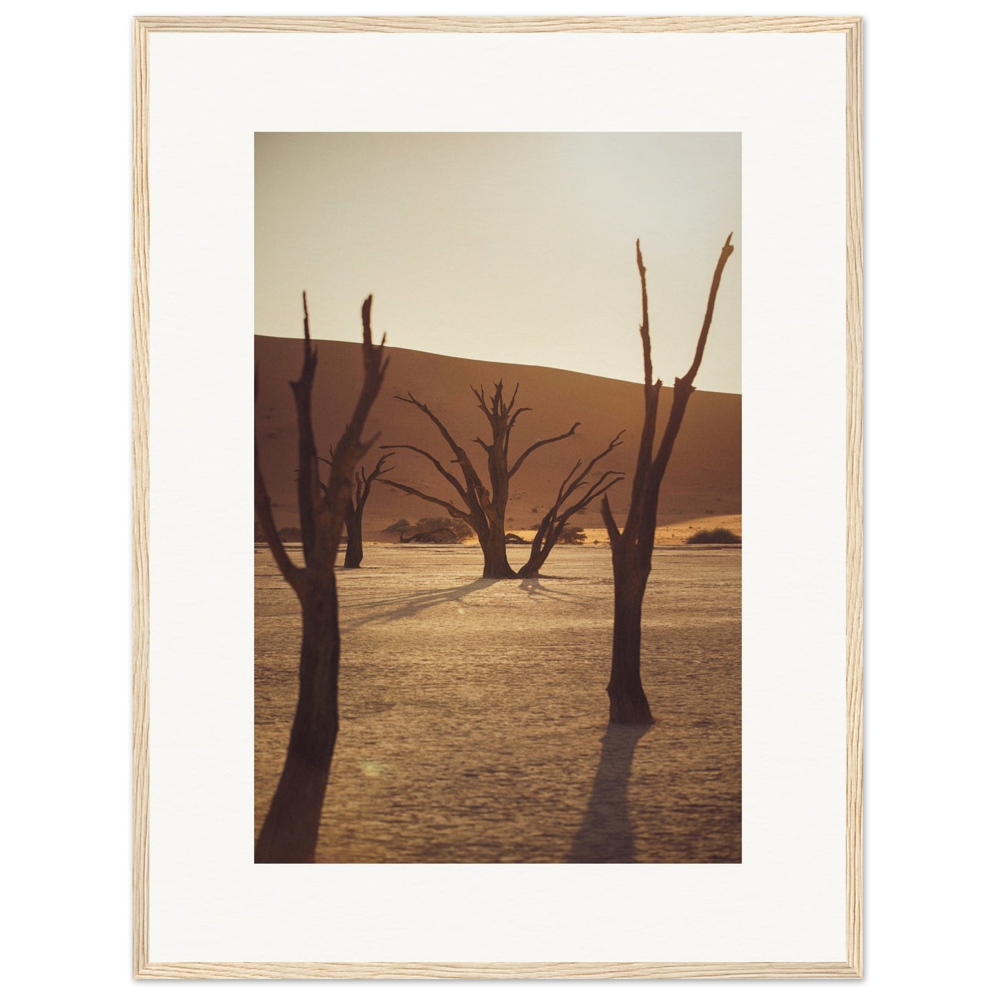 Arbres du désert de Namibie