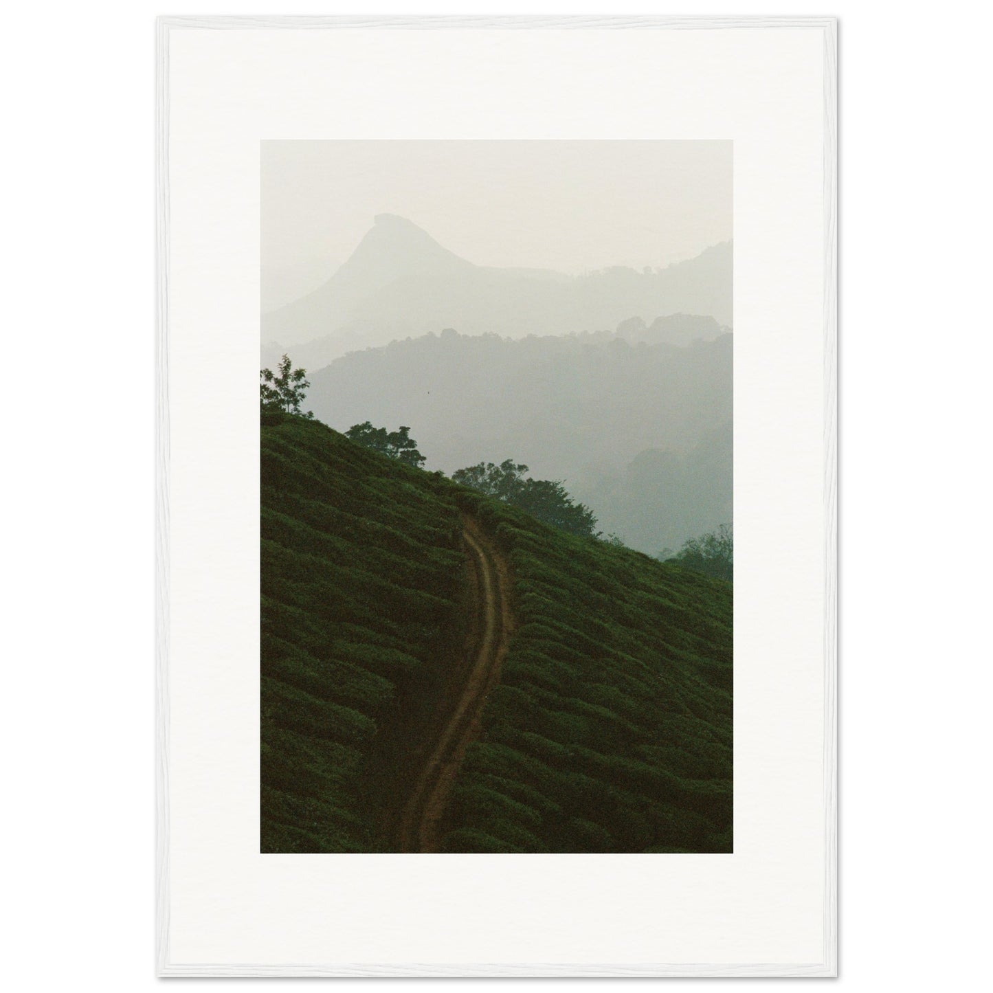 Tea Plantation