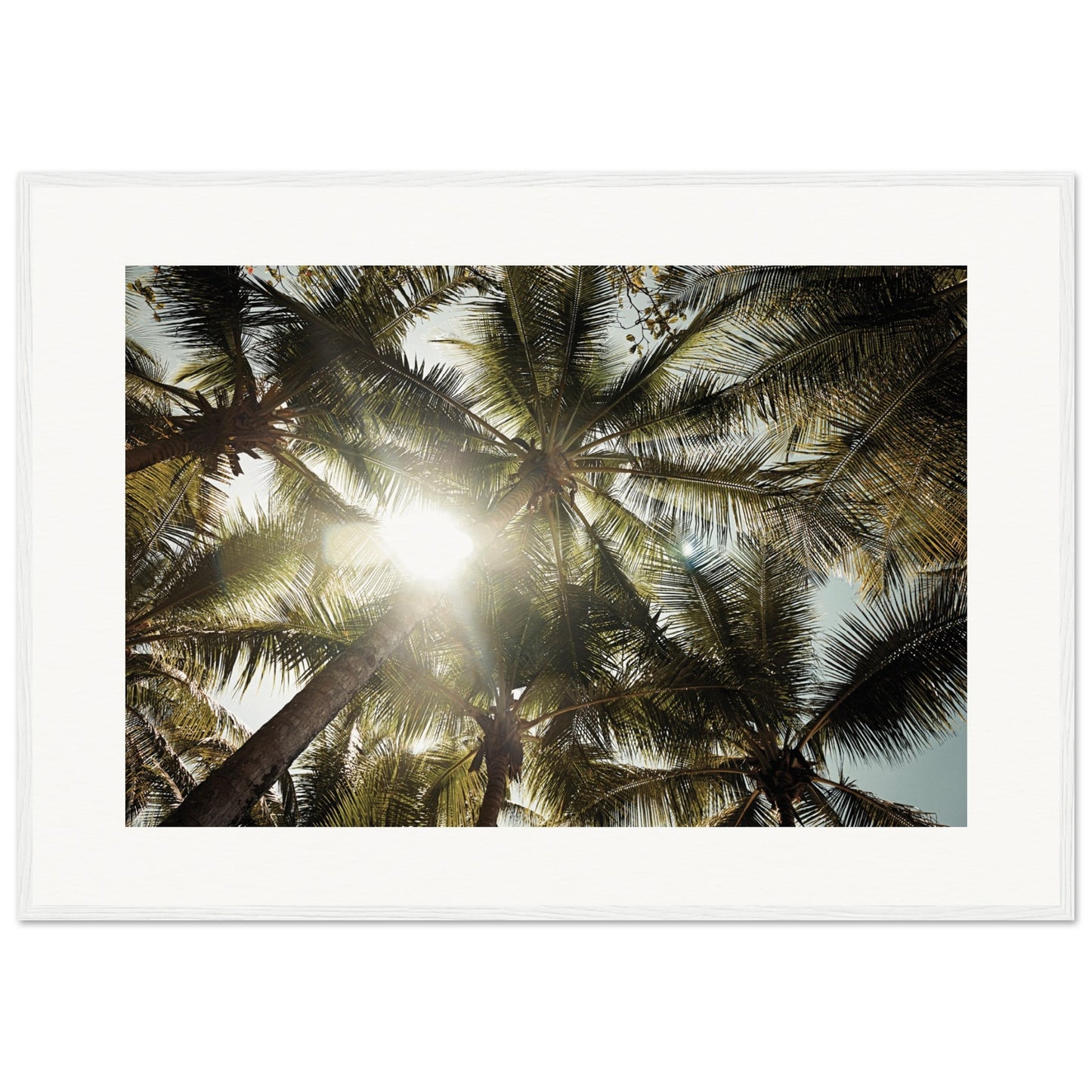 Palm trees St. Lucia